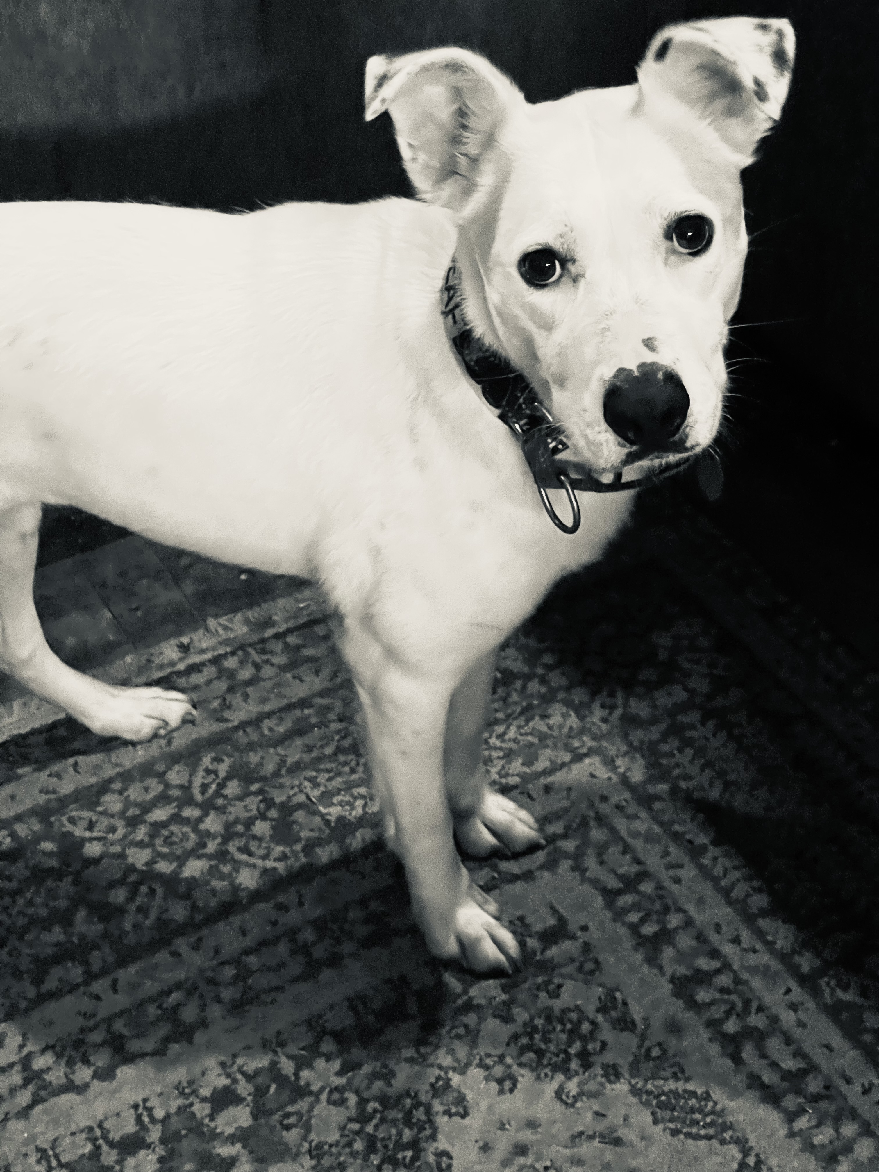 Jazzy, a Adopted mixed breed in Madison, MN image 3/6