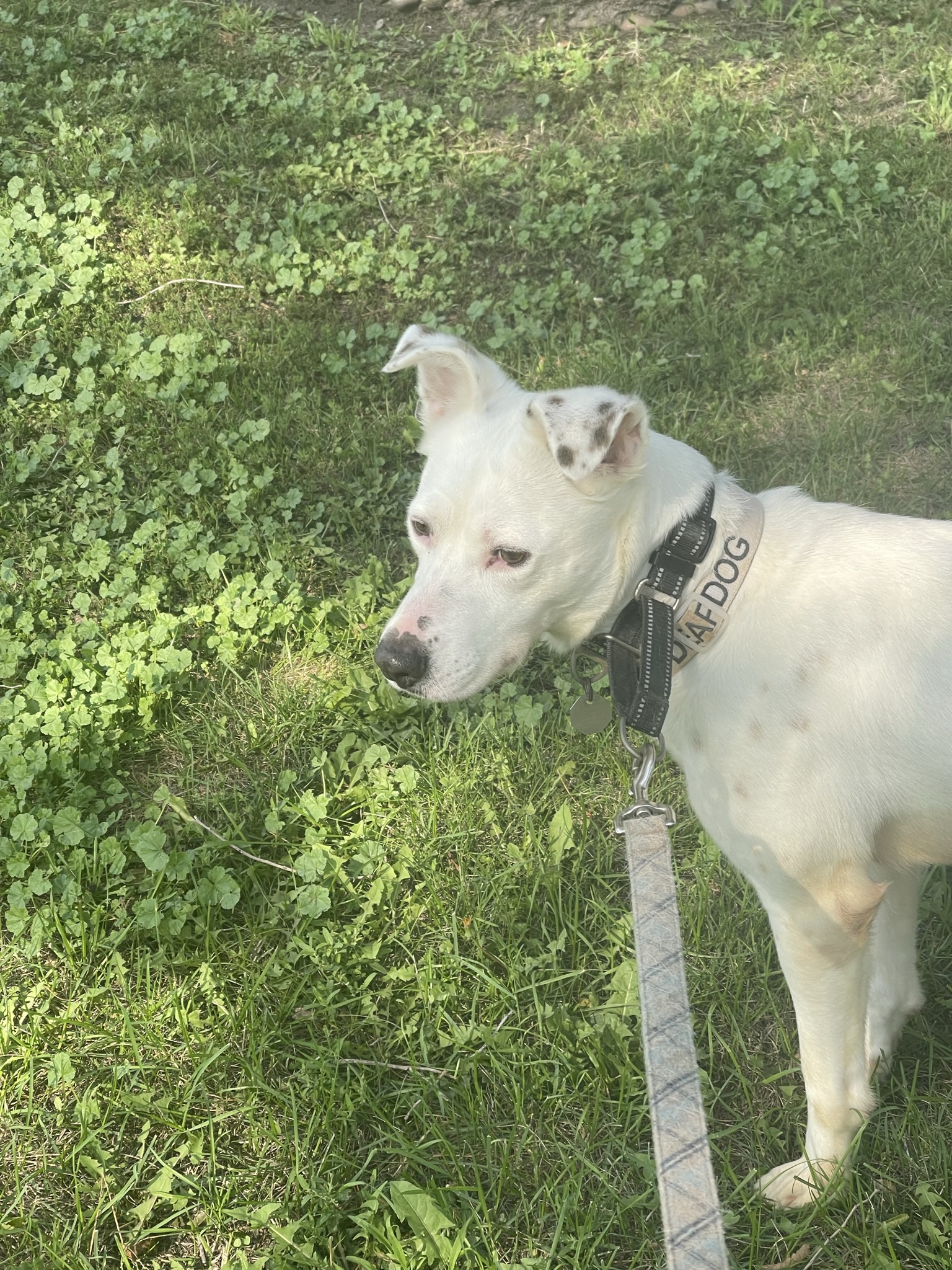 Jazzy, a Adopted mixed breed in Madison, MN image 2/6