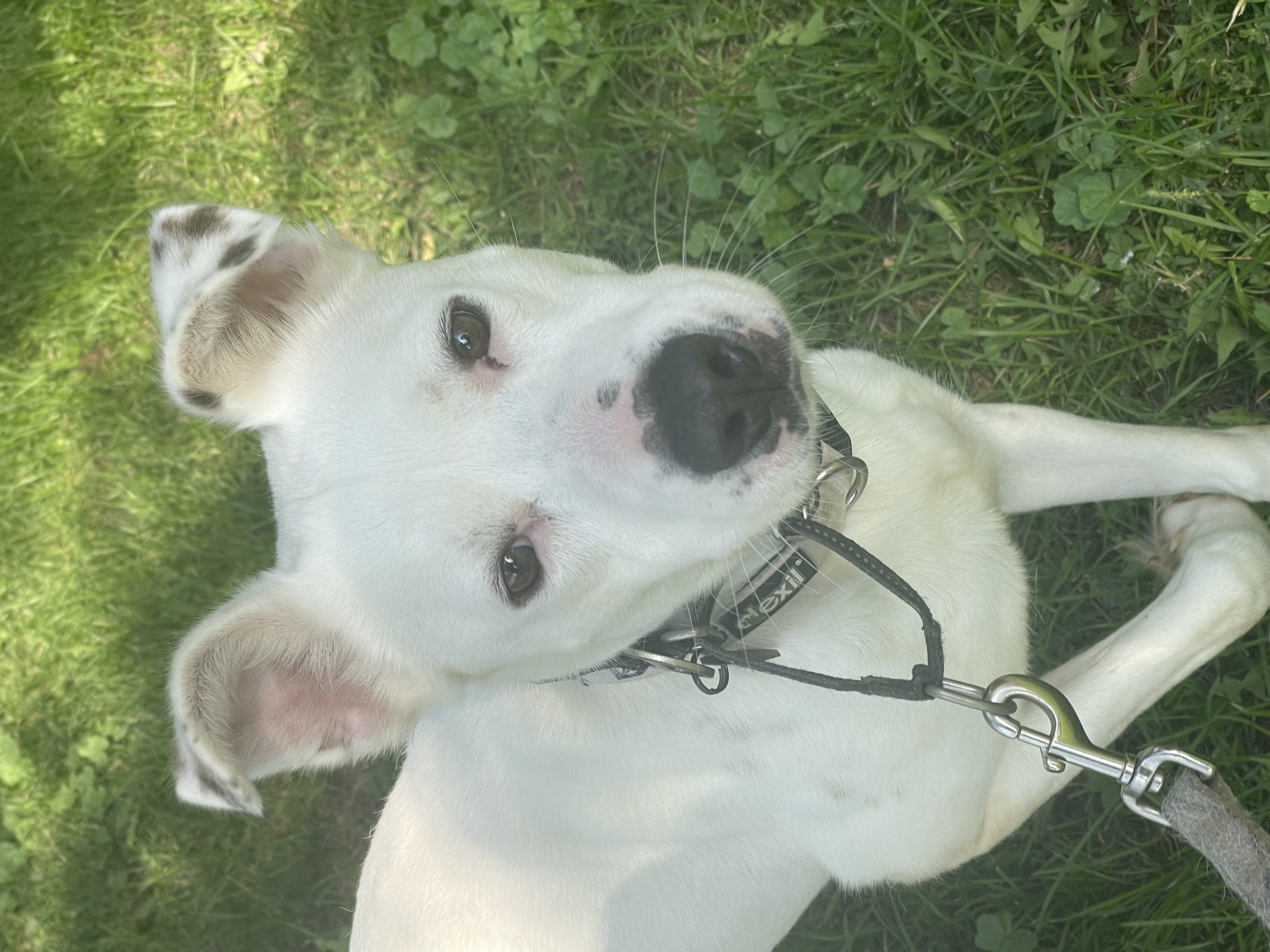 Jazzy, a Adopted mixed breed in Madison, MN image 1/6