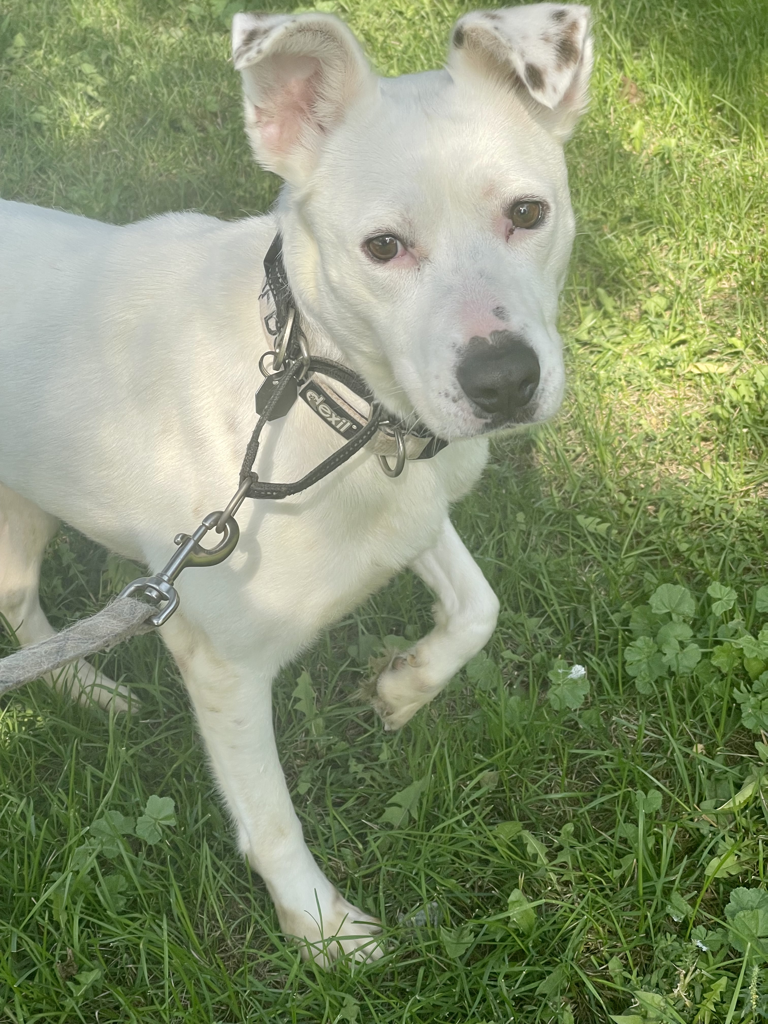 Jazzy, a Adopted mixed breed in Madison, MN image 5/6