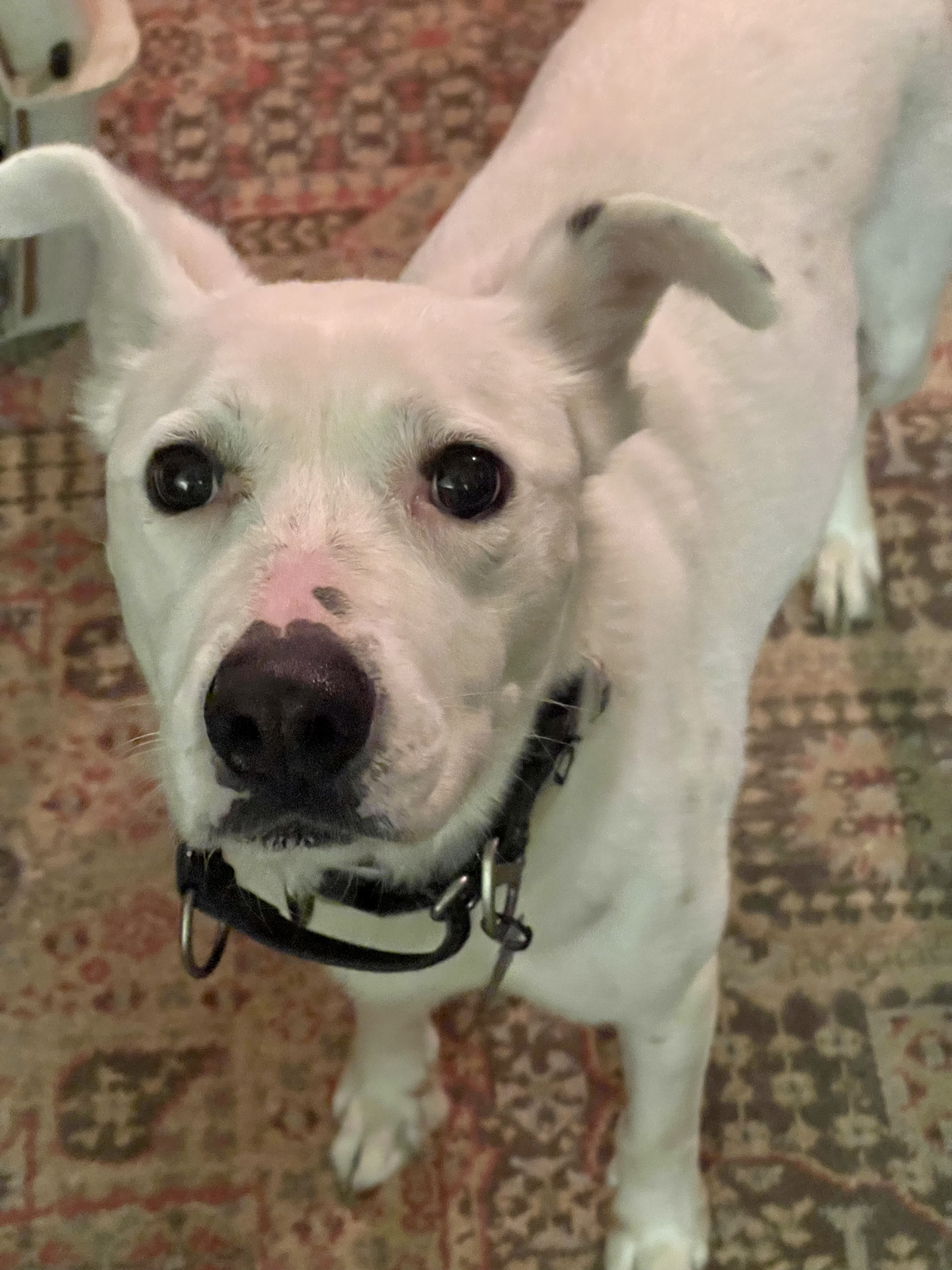 Jazzy, a Adopted mixed breed in Madison, MN image 4/6