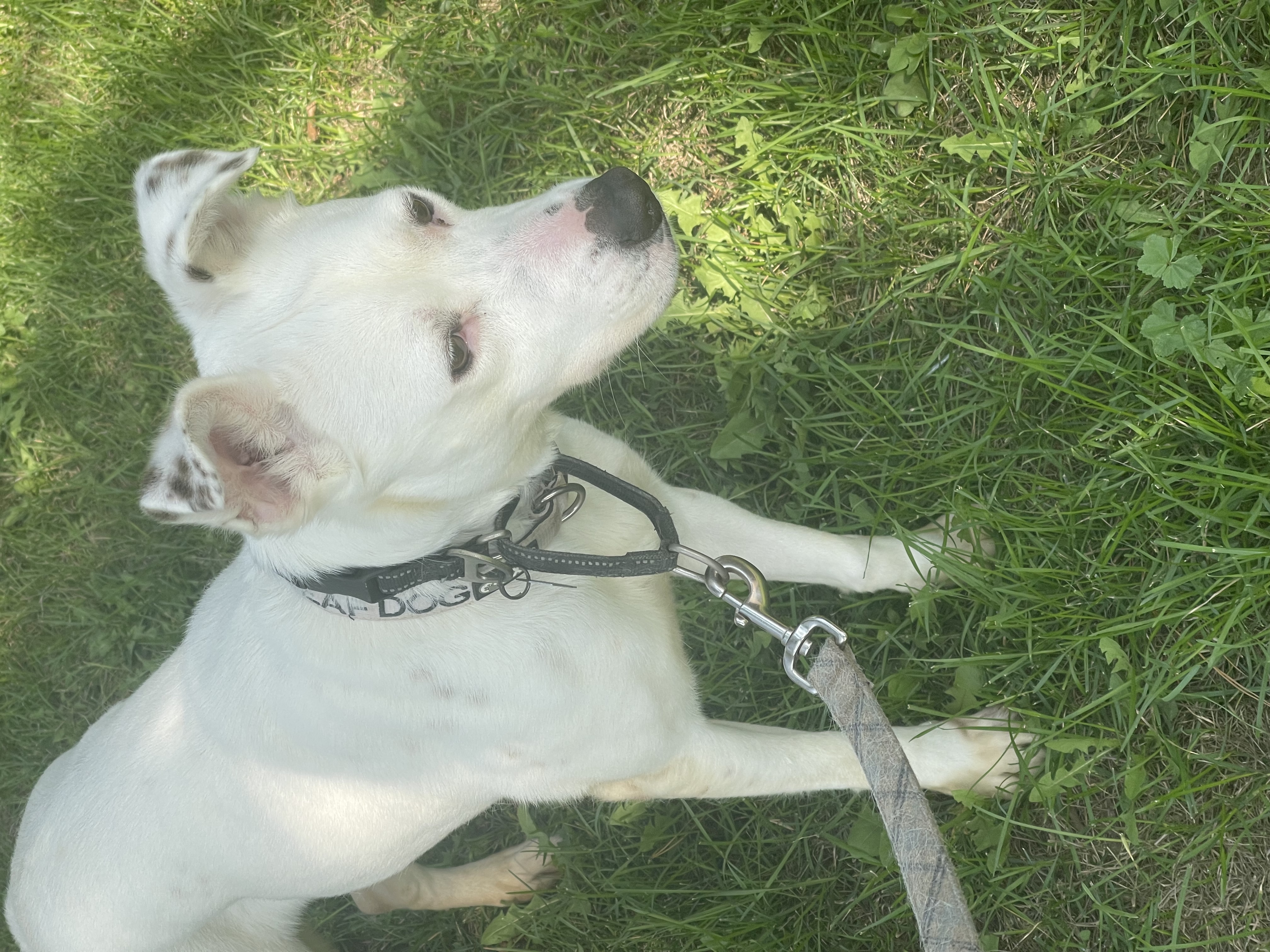 Jazzy, a Adopted mixed breed in Madison, MN image 6/6