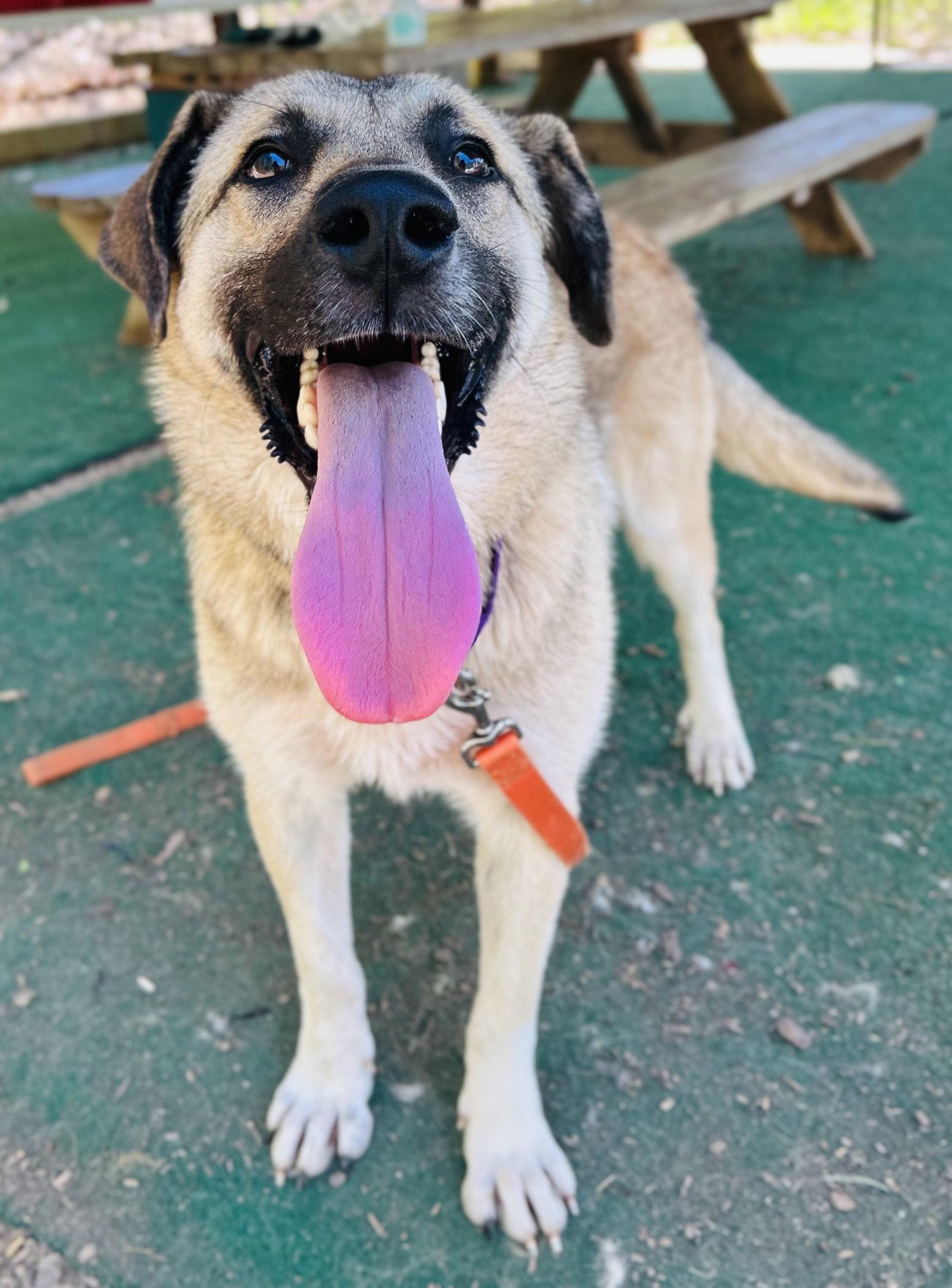 Enlarge Sawyer, a Adoptable Anatolian Shepherd in Clarkesville, GA image 1/3