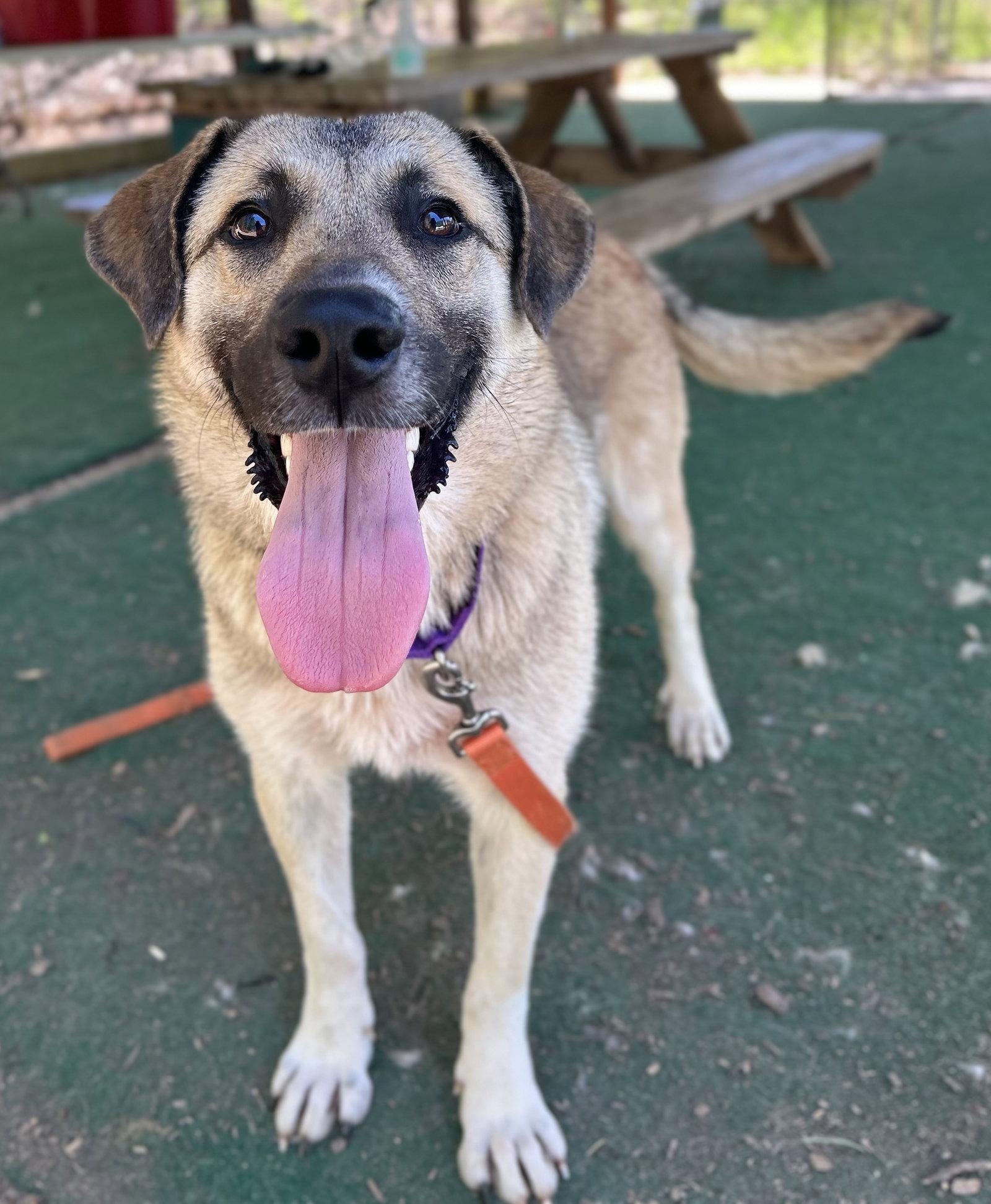 Enlarge Sawyer, a Adoptable Anatolian Shepherd in Clarkesville, GA image 2/3