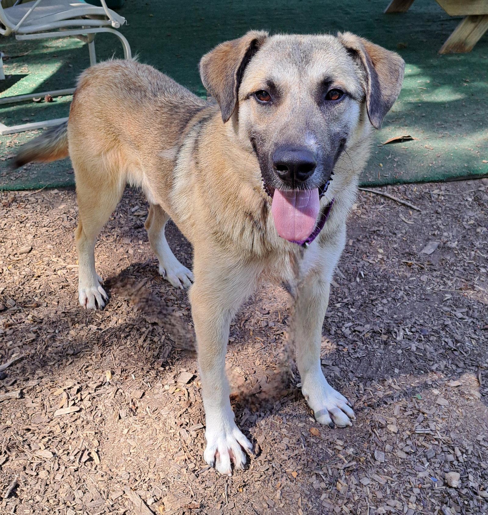 Enlarge Sawyer, a Adoptable Anatolian Shepherd in Clarkesville, GA image 3/3