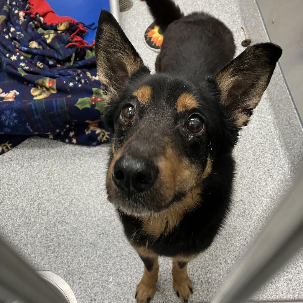 Tripp, Adoptable, Senior Male Australian Shepherd & Shepherd.