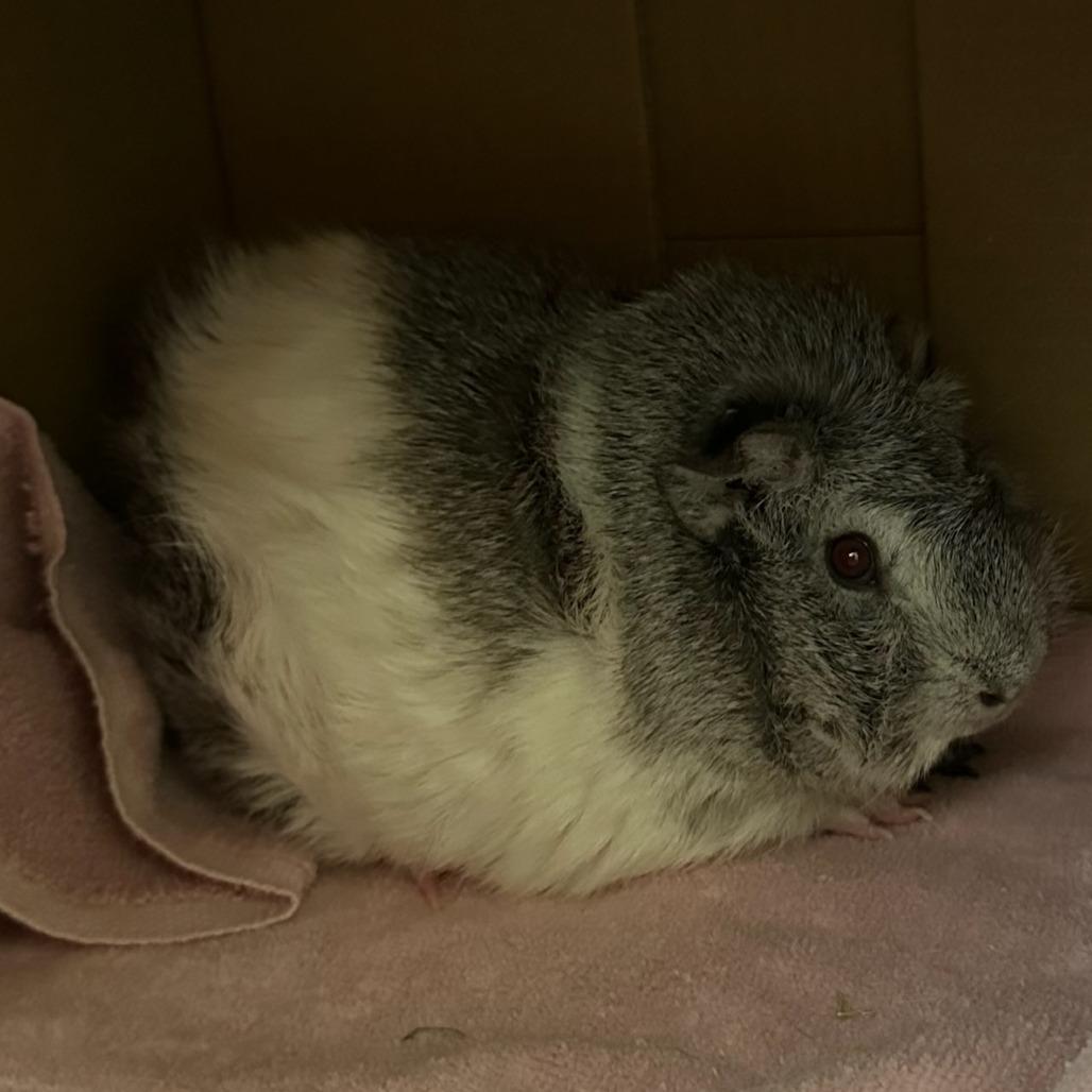 Smokey-In Foster, Adoptable, Young Female Guinea Pig.