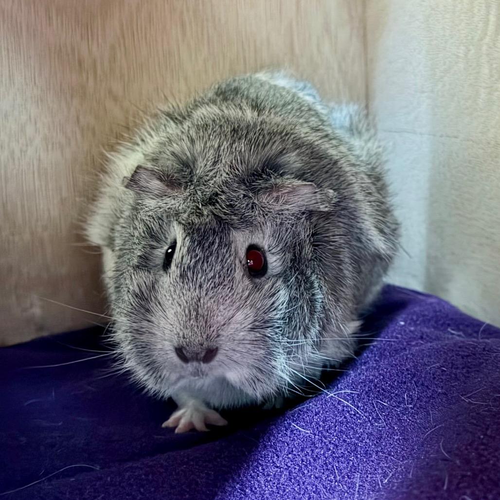 Enlarge Smokey-In Foster, a Adoptable Guinea Pig in Springfield, MA image 2/2