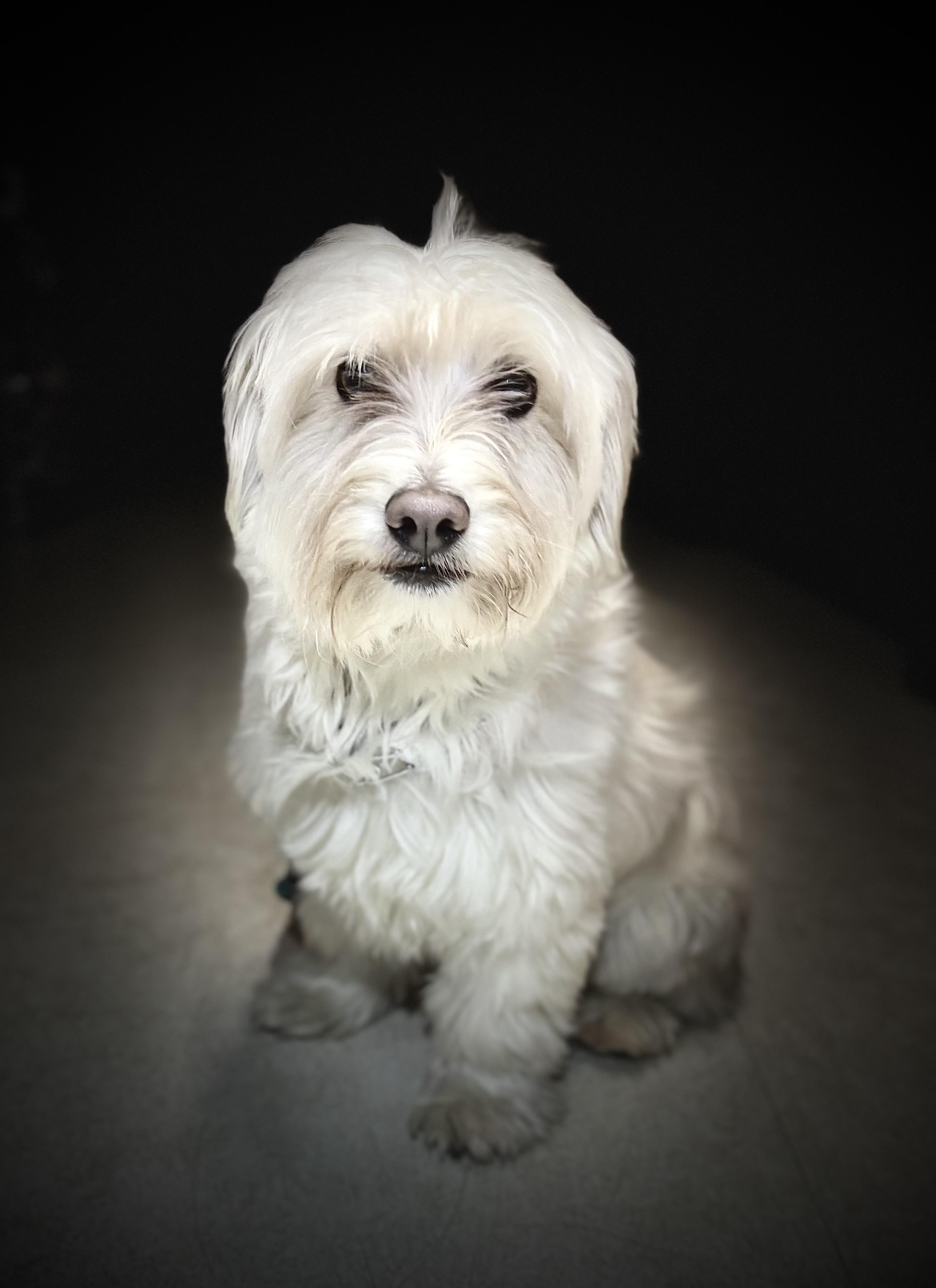 Ollie, Adoptable, Young Male West Highland White Terrier / Westie & Maltese.