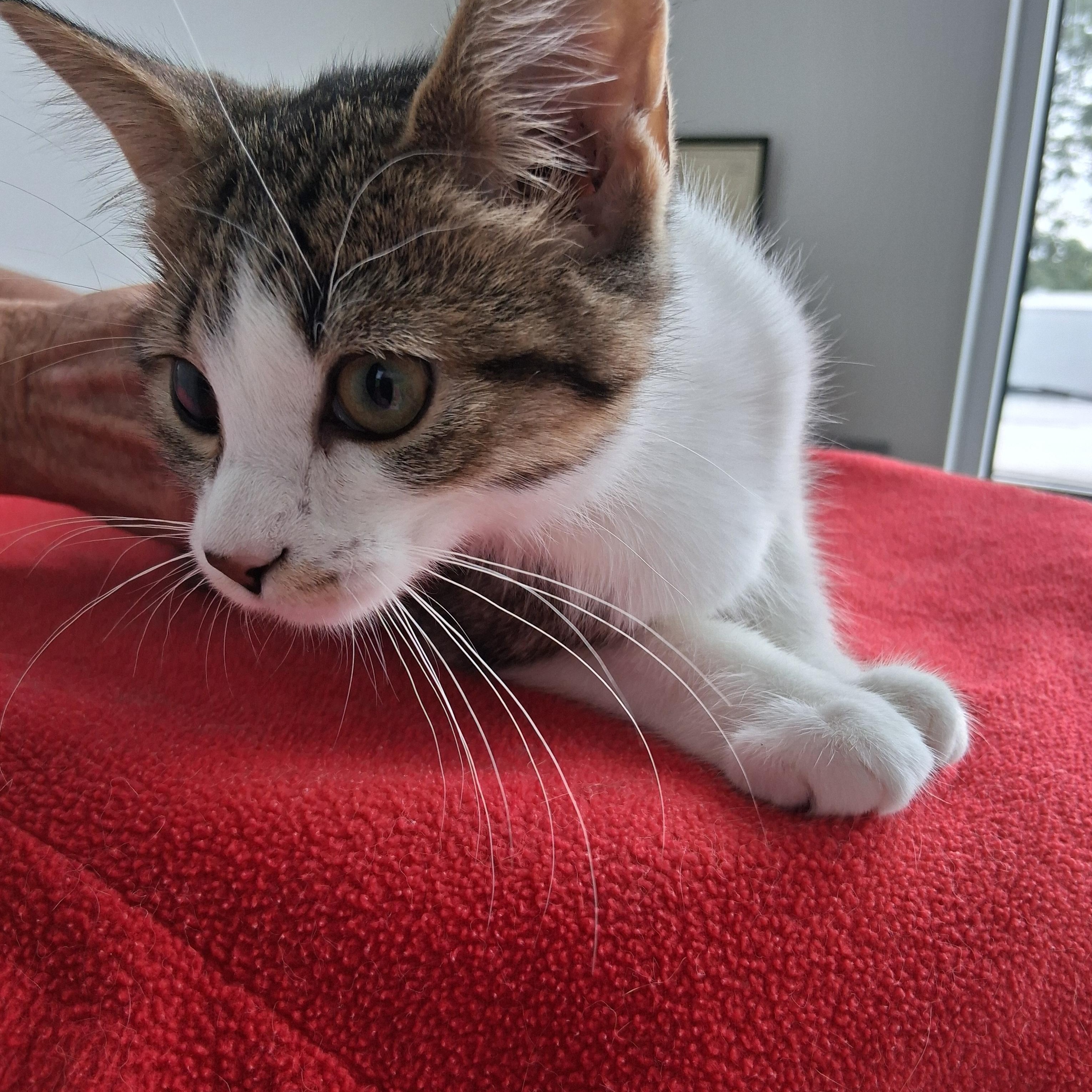 Hazel, ADOPTABLE, Kitten Female Domestic Short Hair.