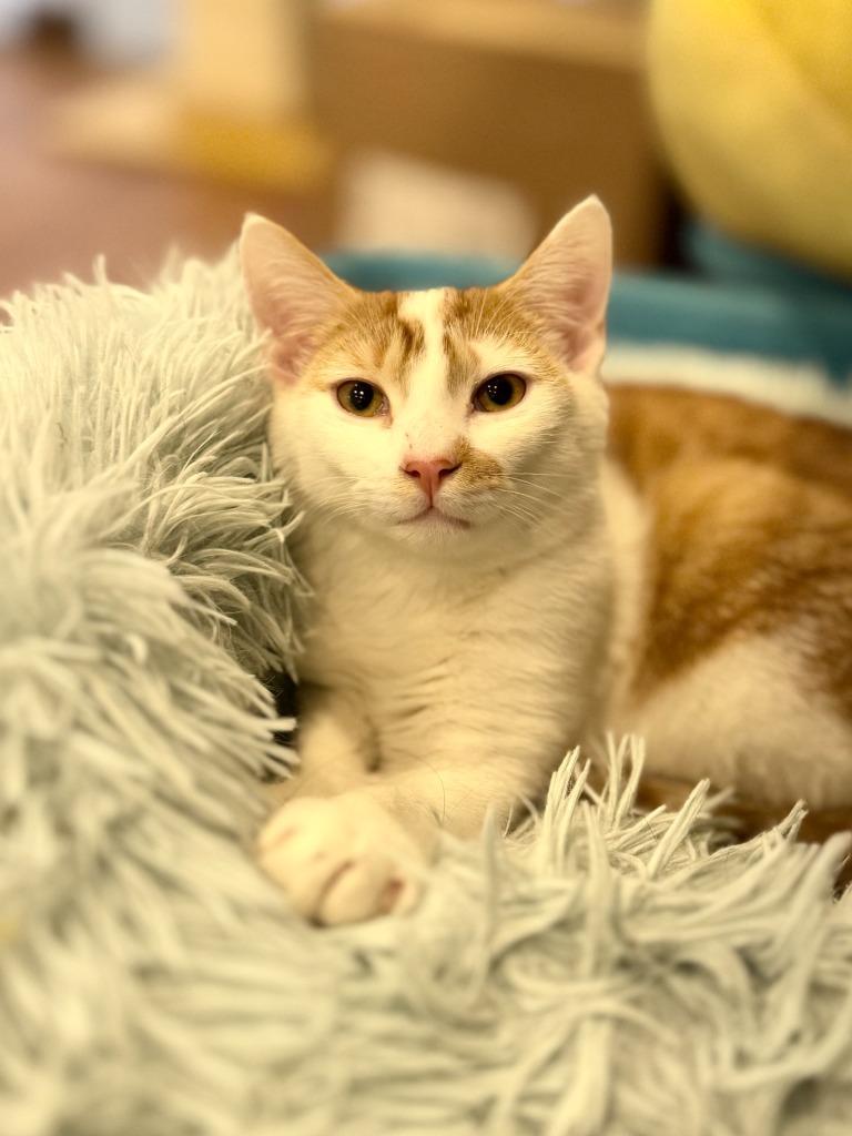 Tuto, Adopted, Kitten Male Domestic Short Hair.