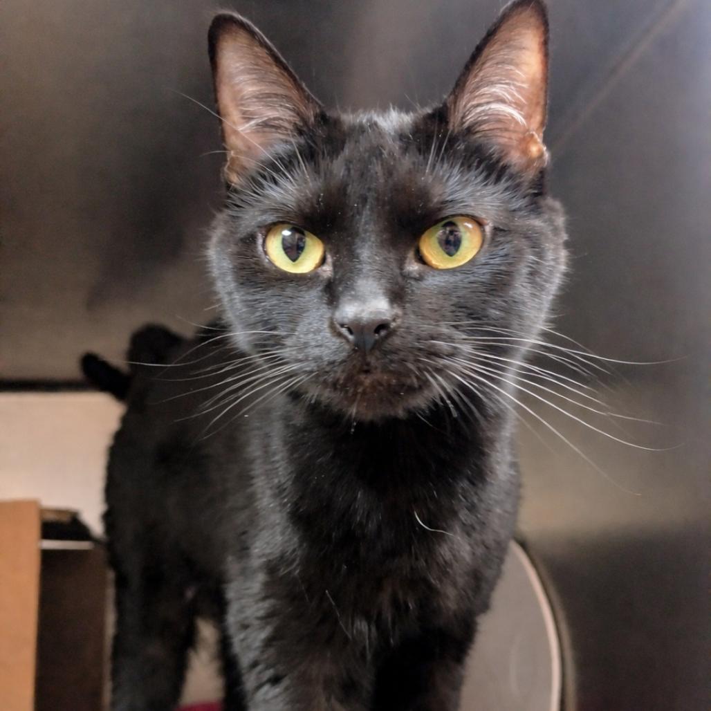 Enlarge Fiona, a Adoptable Domestic Short Hair in Providence, RI image 1/6