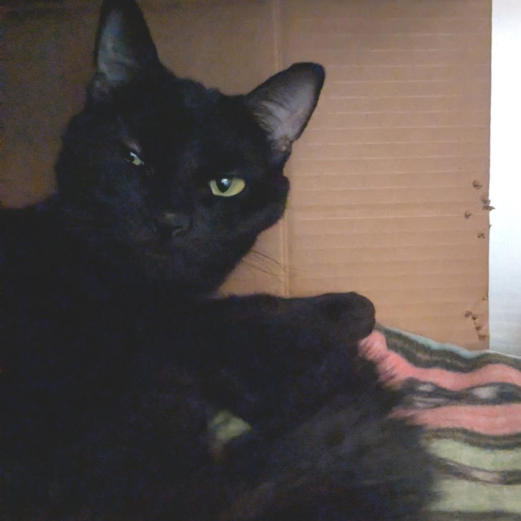 Enlarge Fiona, a Adoptable Domestic Short Hair in Providence, RI image 2/6