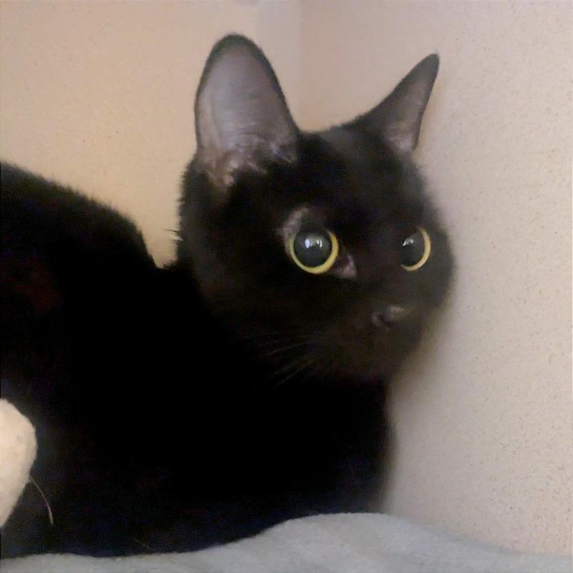 Enlarge Fiona, a Adoptable Domestic Short Hair in Providence, RI image 3/6