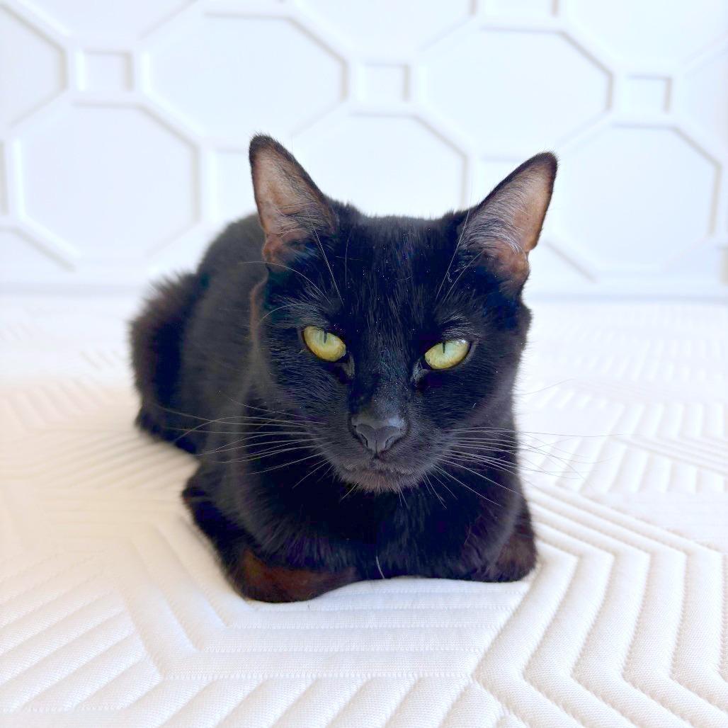 Enlarge Fiona, a Adoptable Domestic Short Hair in Providence, RI image 4/6