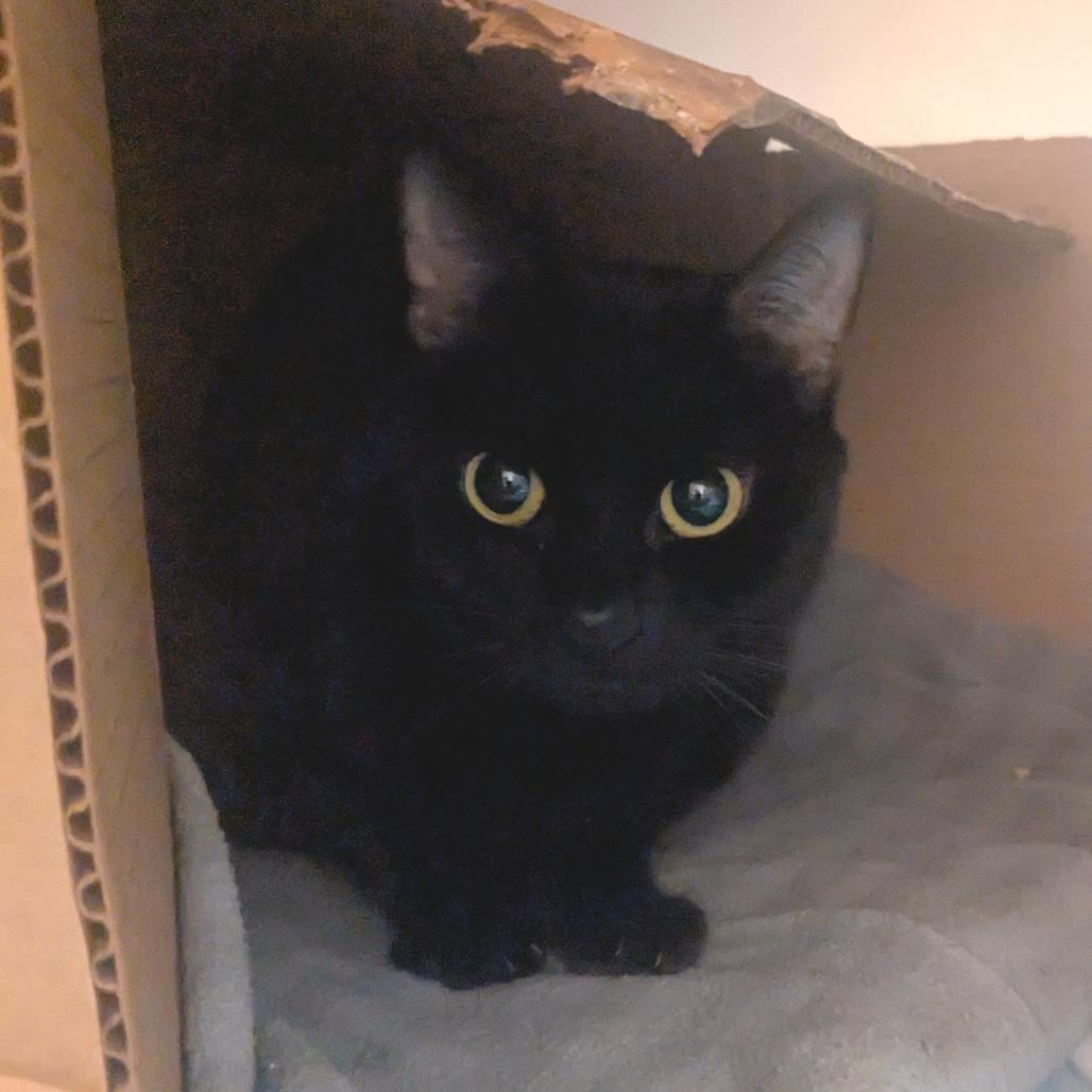 Enlarge Fiona, a Adoptable Domestic Short Hair in Providence, RI image 5/6