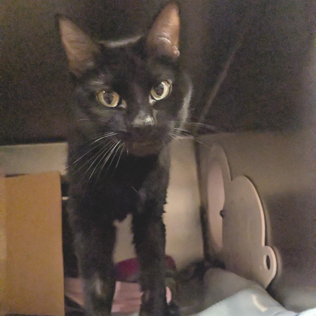Enlarge Fiona, a Adoptable Domestic Short Hair in Providence, RI image 6/6