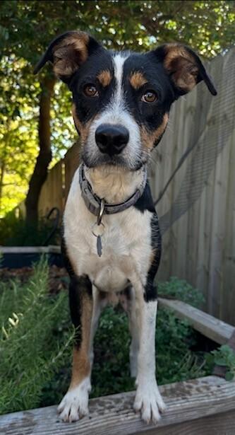 Enlarge Ferris, a Adoptable mixed breed in Washington, DC image 1/2