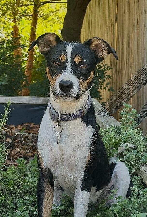 Enlarge Ferris, a Adoptable mixed breed in Washington, DC image 2/2