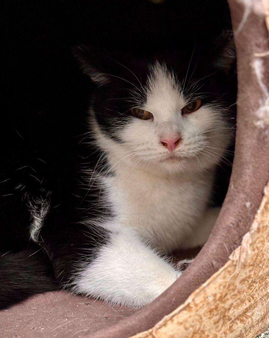 Oreo, a Adoptable Domestic Short Hair in Richland Center, WI image 2/2