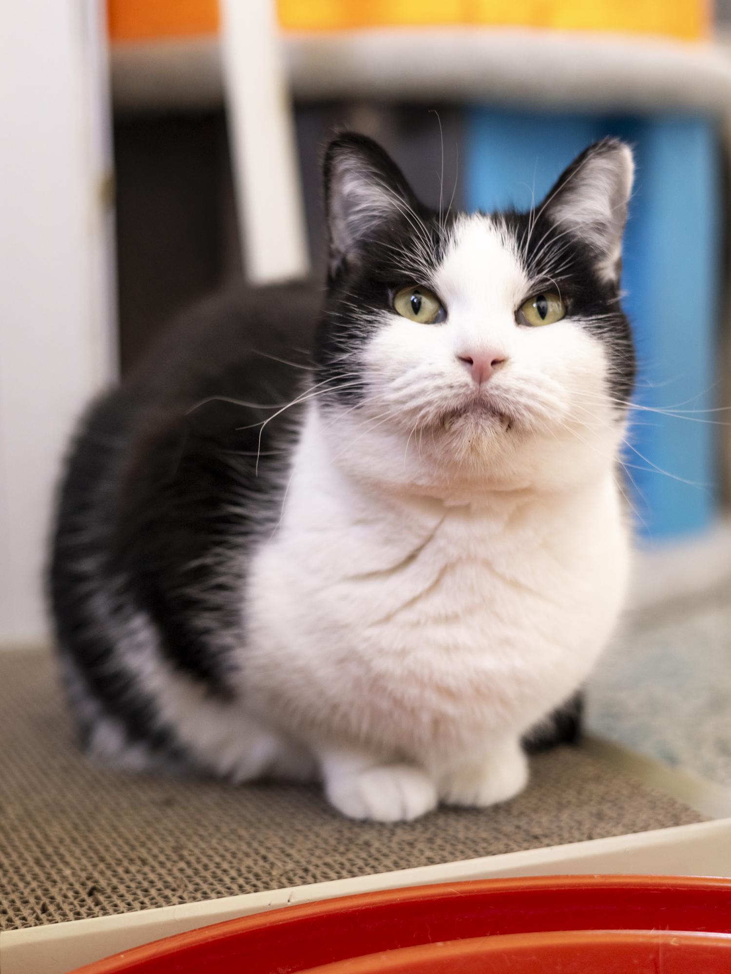 Enlarge Oreo, a Adoptable Domestic Short Hair in Richland Center, WI image 1/3