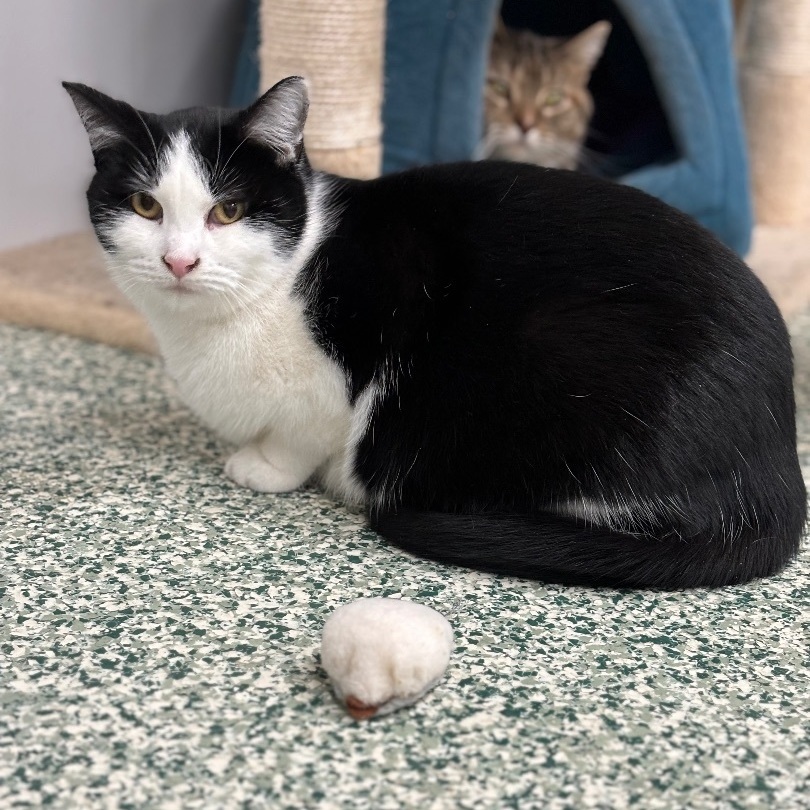 Oreo, a Adoptable Domestic Short Hair in Richland Center, WI image 1/2