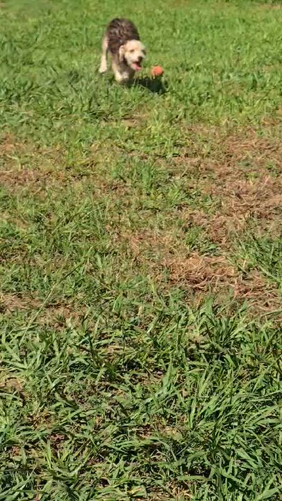 Enlarge Sneezy, a Adoptable mixed breed in Montvale, NJ video 4/4