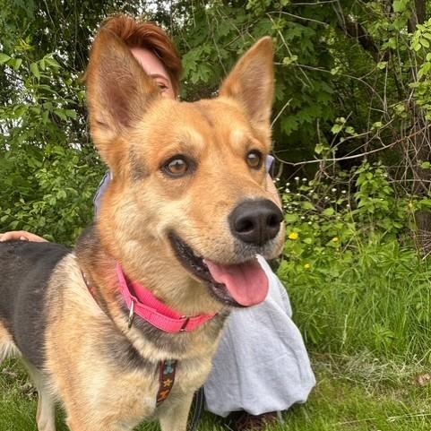 Minnie, an adopted mixed breed in Williston, VT image 1/5
