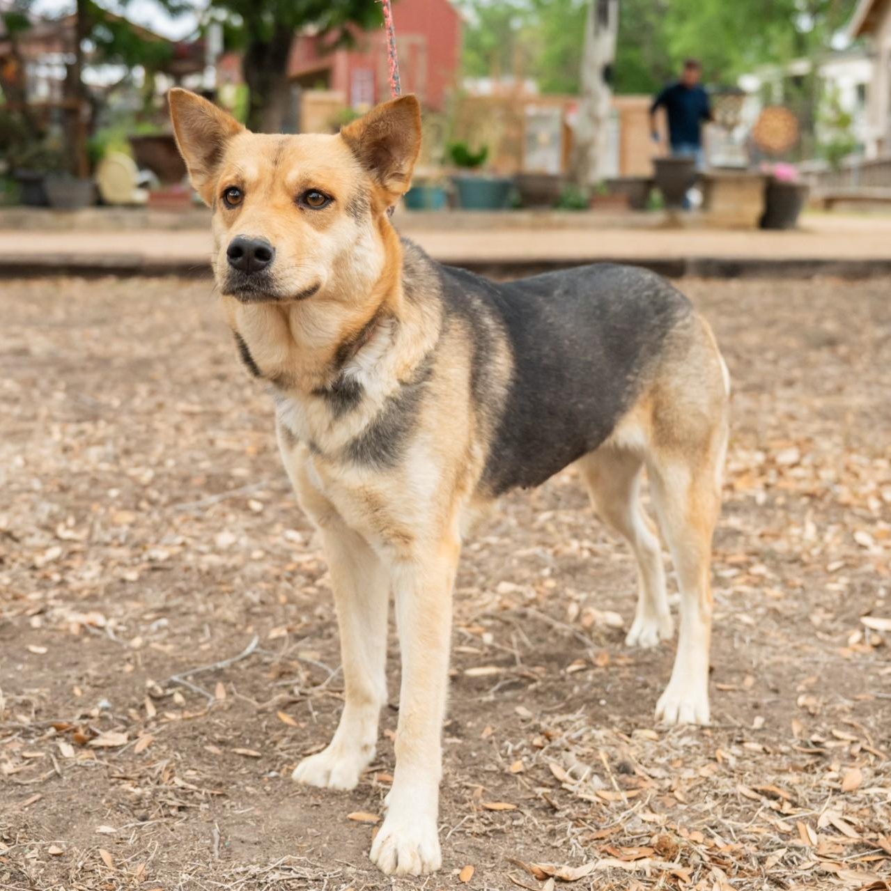 Minnie, an adopted mixed breed in Williston, VT image 4/5