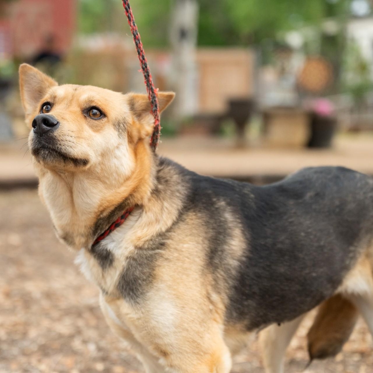 Minnie, an adopted mixed breed in Williston, VT image 5/5