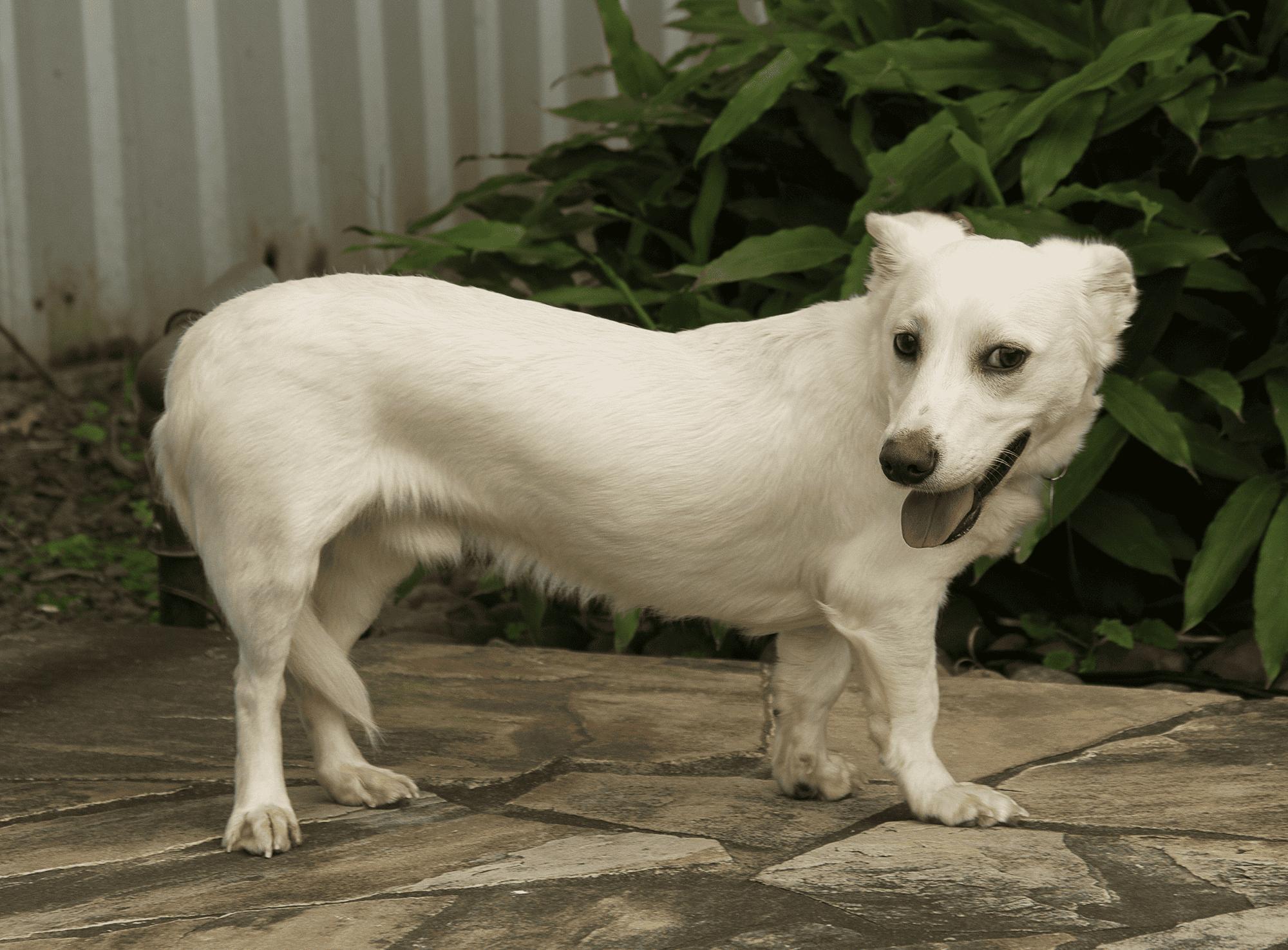 Enlarge Tribute, a Adopted mixed breed in Houston, TX image 1/1