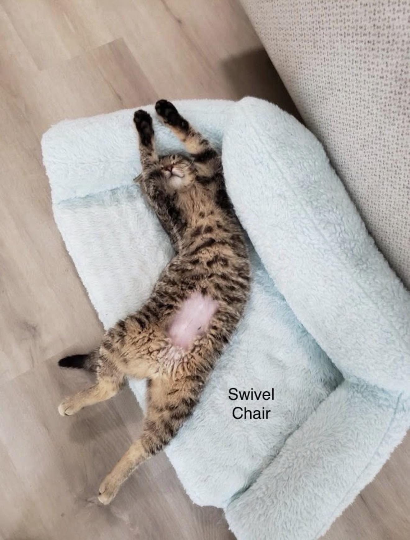 Tilt a whirl and Swivel Chair, a Adoptable Domestic Short Hair in London, ON image 2/5
