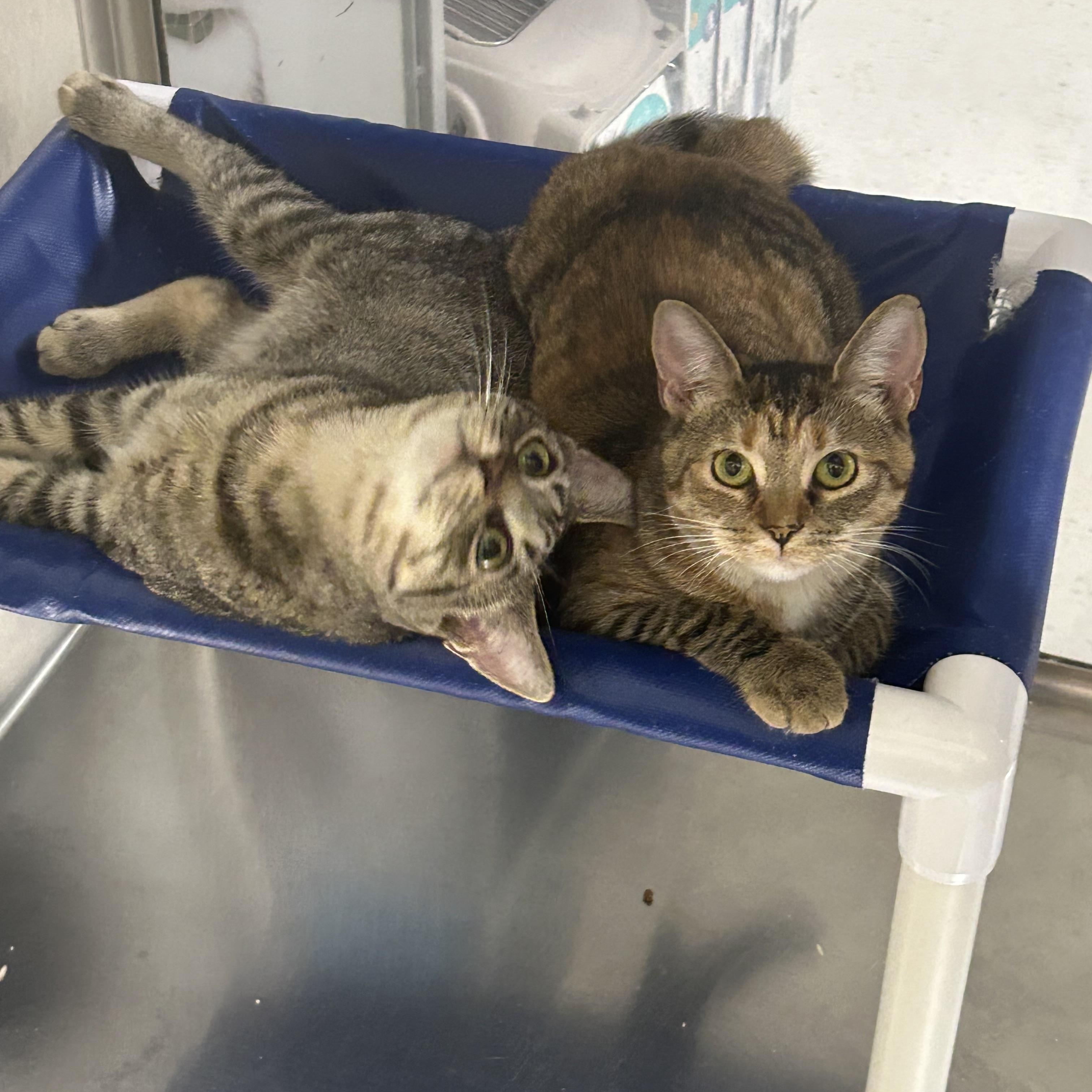 Tilt a whirl and Swivel Chair, a Adoptable Domestic Short Hair in London, ON image 4/5