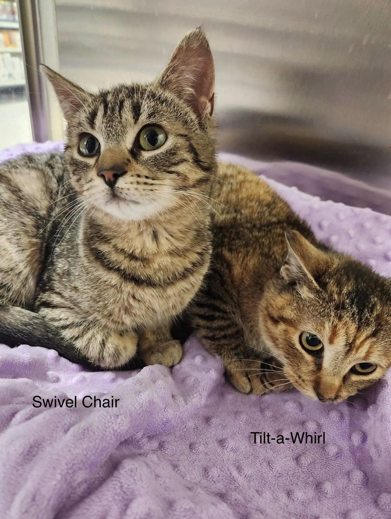 Tilt a whirl and Swivel Chair, a Adoptable Domestic Short Hair in London, ON image 1/5