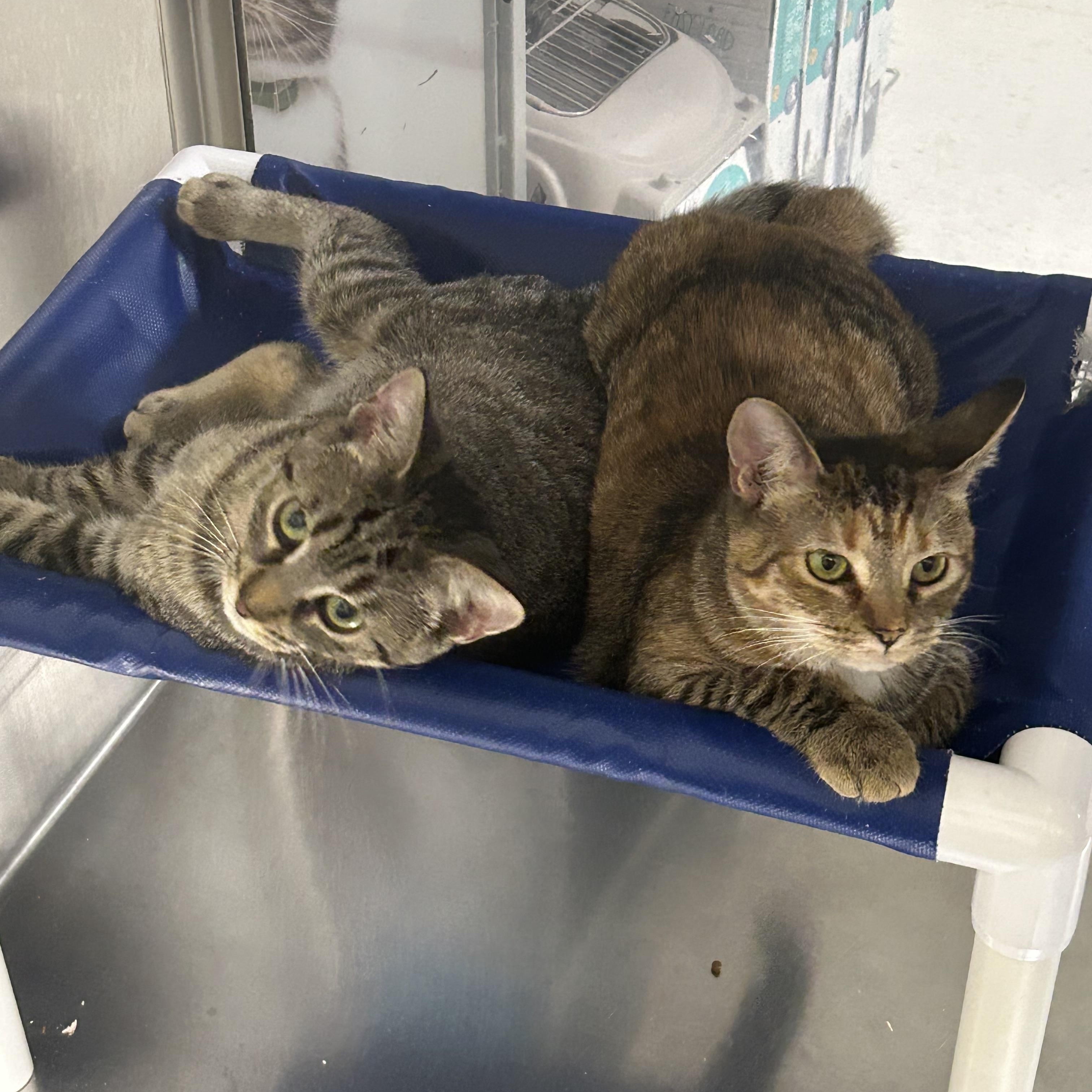 Tilt a whirl and Swivel Chair, a Adoptable Domestic Short Hair in London, ON image 5/5