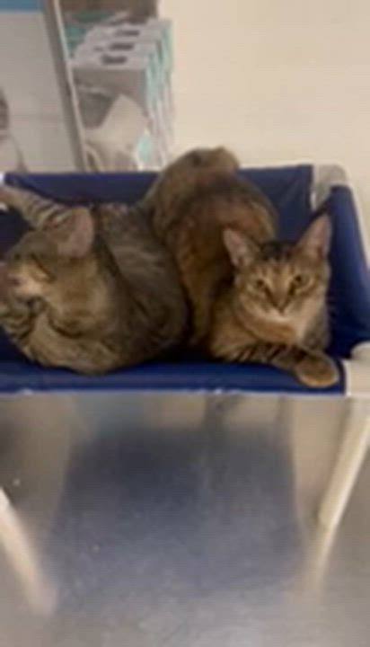 Enlarge Tilt a whirl and Swivel Chair, a Adoptable Domestic Short Hair in London, ON video 3/5