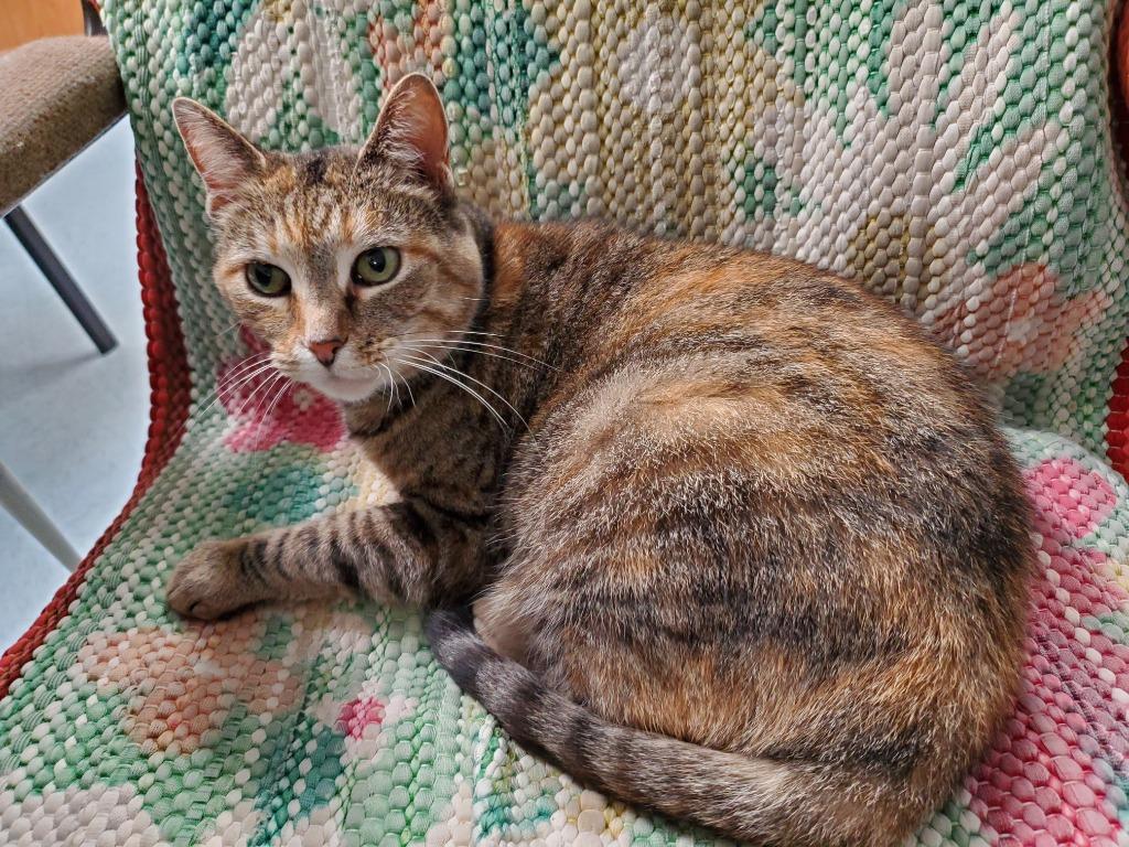 Lucky Lou, Adoptable, Adult Female Domestic Short Hair.