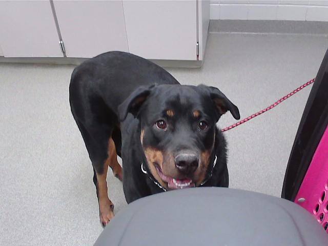 CLARA, Adoptable, Young Female Rottweiler & Mixed Breed.