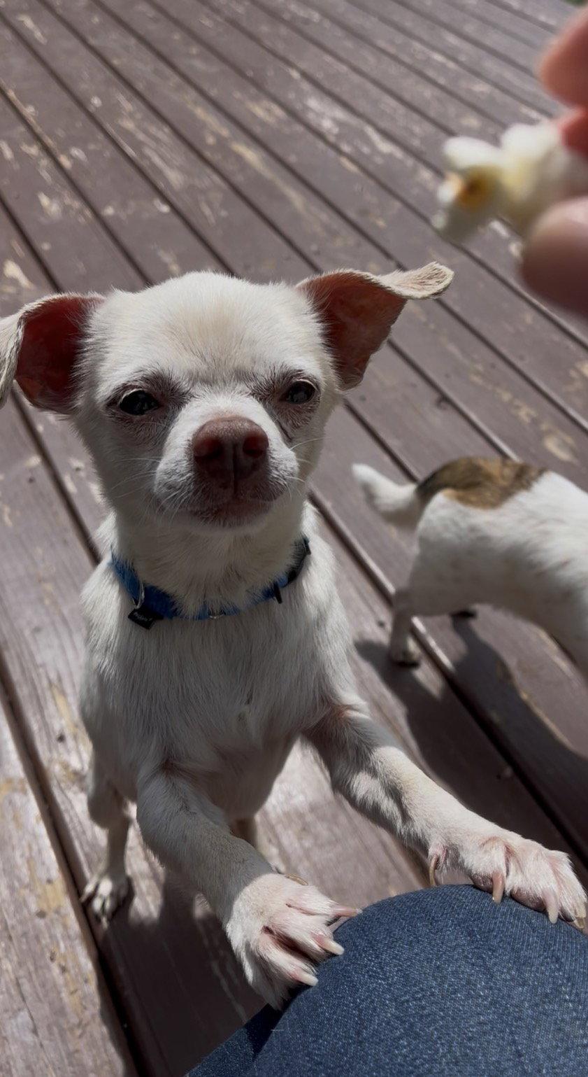 Enlarge Chance, a Adoptable Chihuahua in New London, WI image 3/3