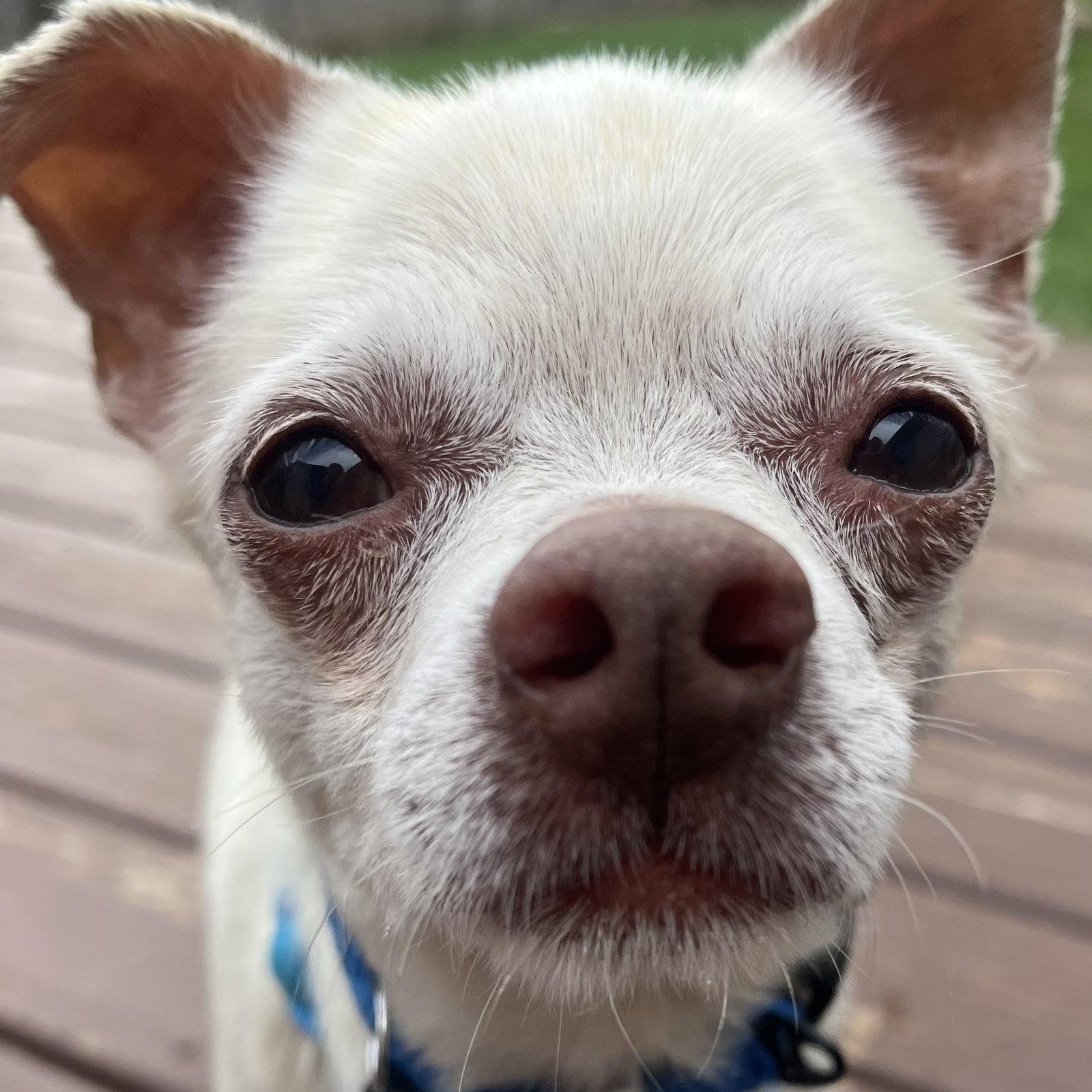 Enlarge Chance, a Adoptable Chihuahua in New London, WI image 2/3