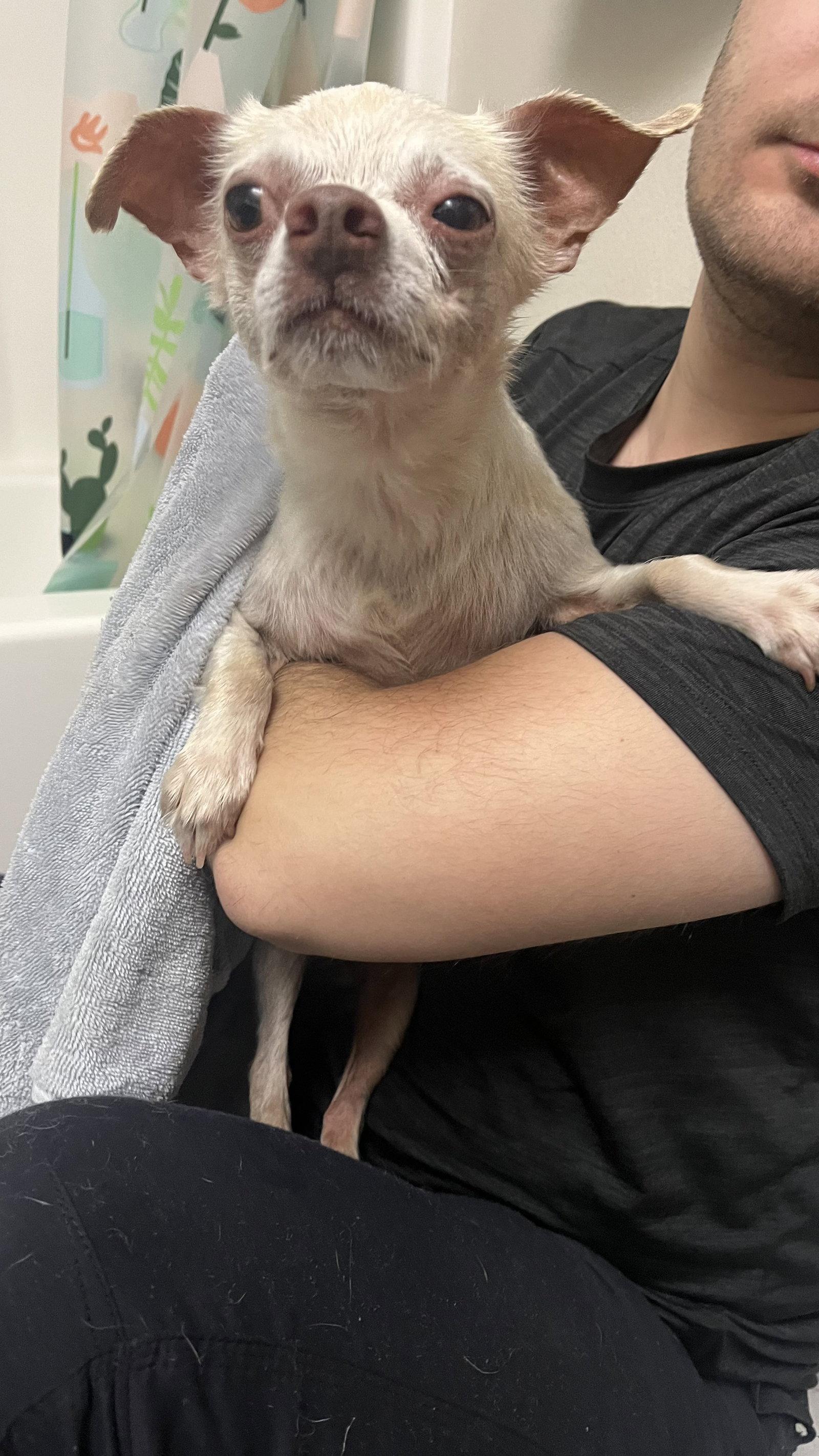 Enlarge Chance, a Adoptable Chihuahua in New London, WI image 2/3