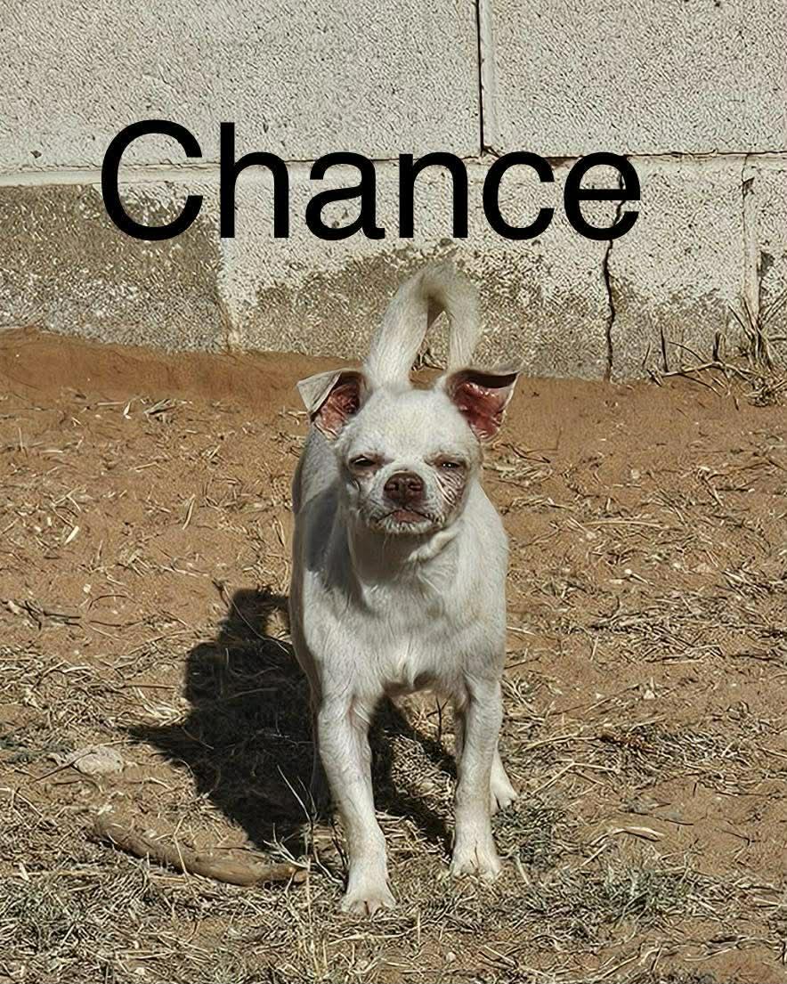 Enlarge Chance, a Adoptable Chihuahua in New London, WI image 3/3