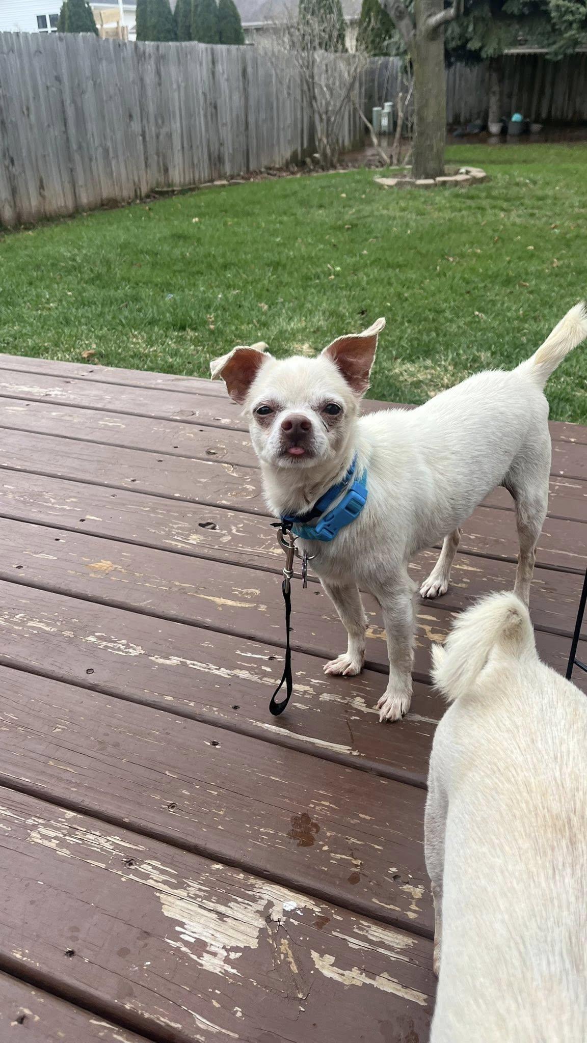 Enlarge Chance, a Adoptable Chihuahua in New London, WI image 1/3