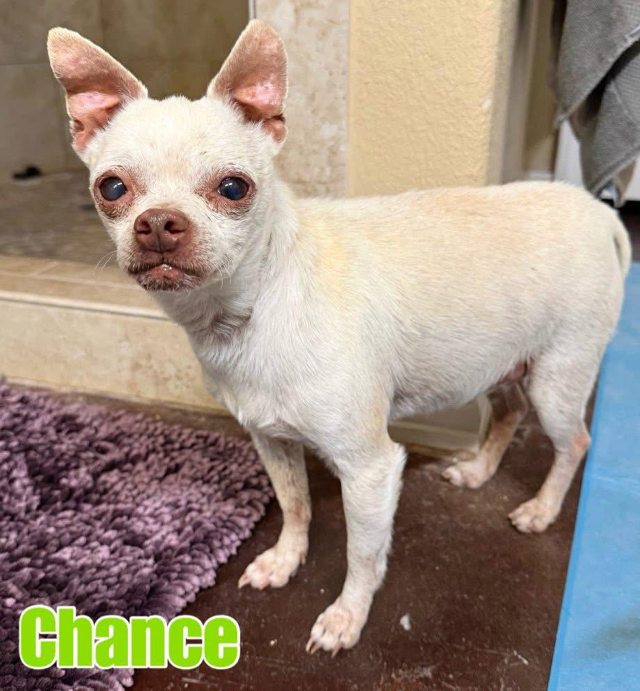 Chance, Adoptable, Senior Male Chihuahua.
