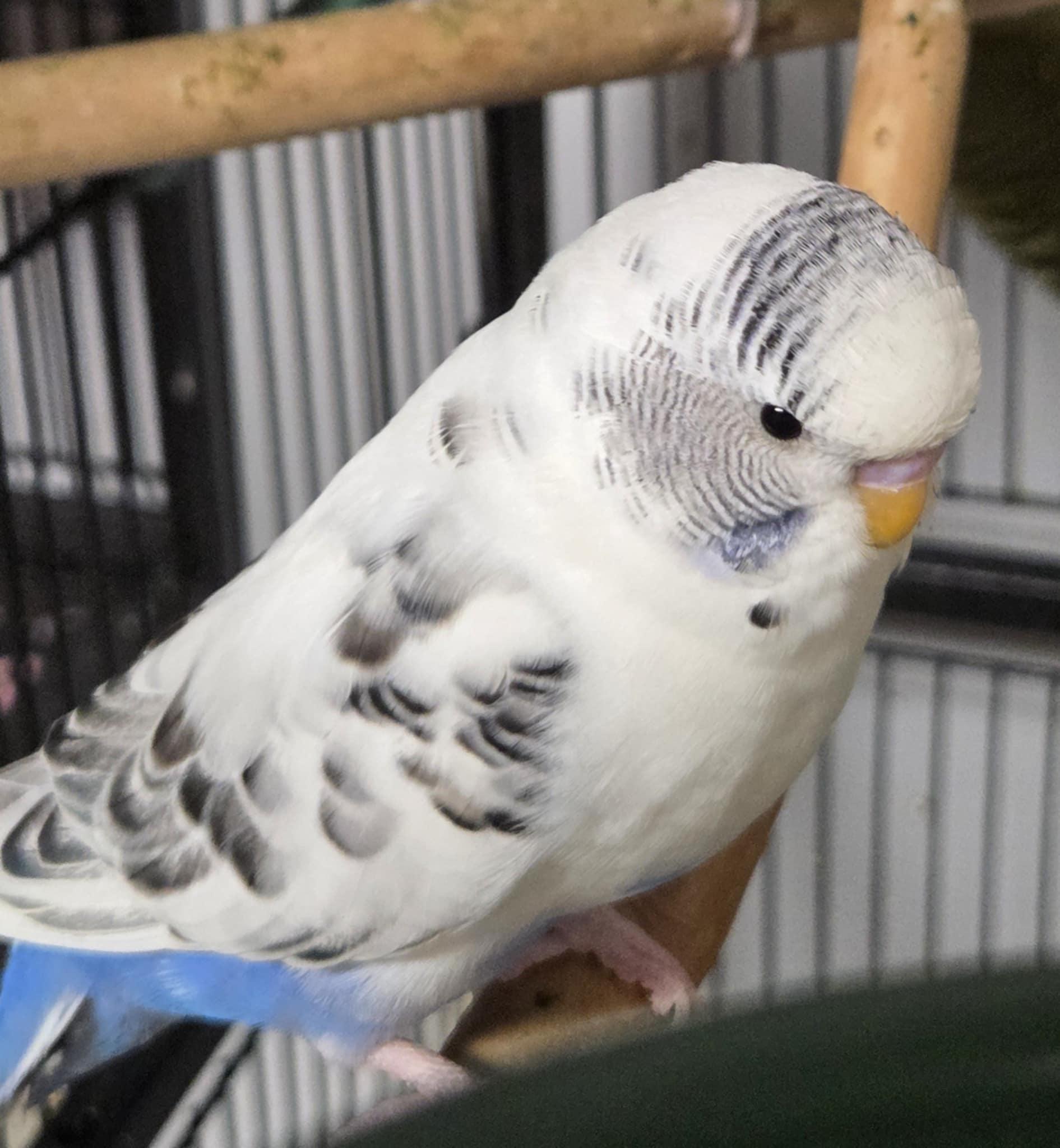 Muffin, Adult Female unknown