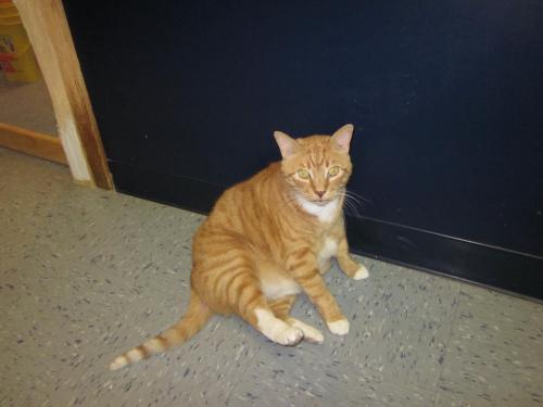 Jerry, Adopted, Senior Male Tabby.