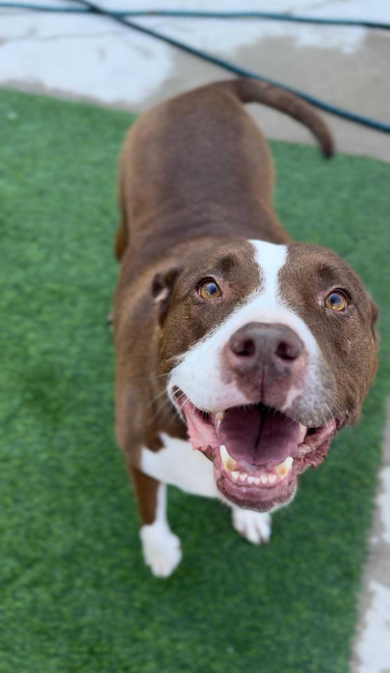 Queen Bessie, Adoptable, Adult Female Bull Terrier.