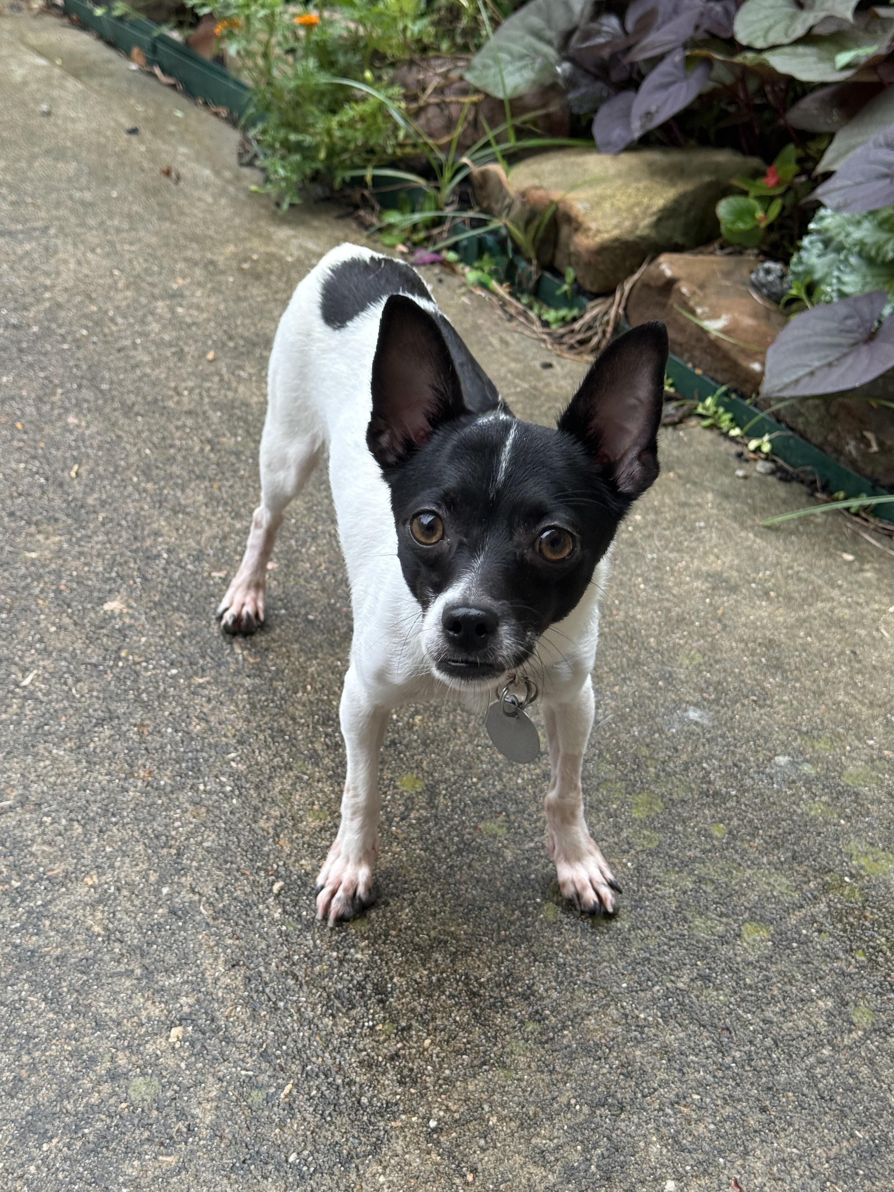Enlarge Harriett Kane, a Adoptable mixed breed in Houston, TX image 3/6