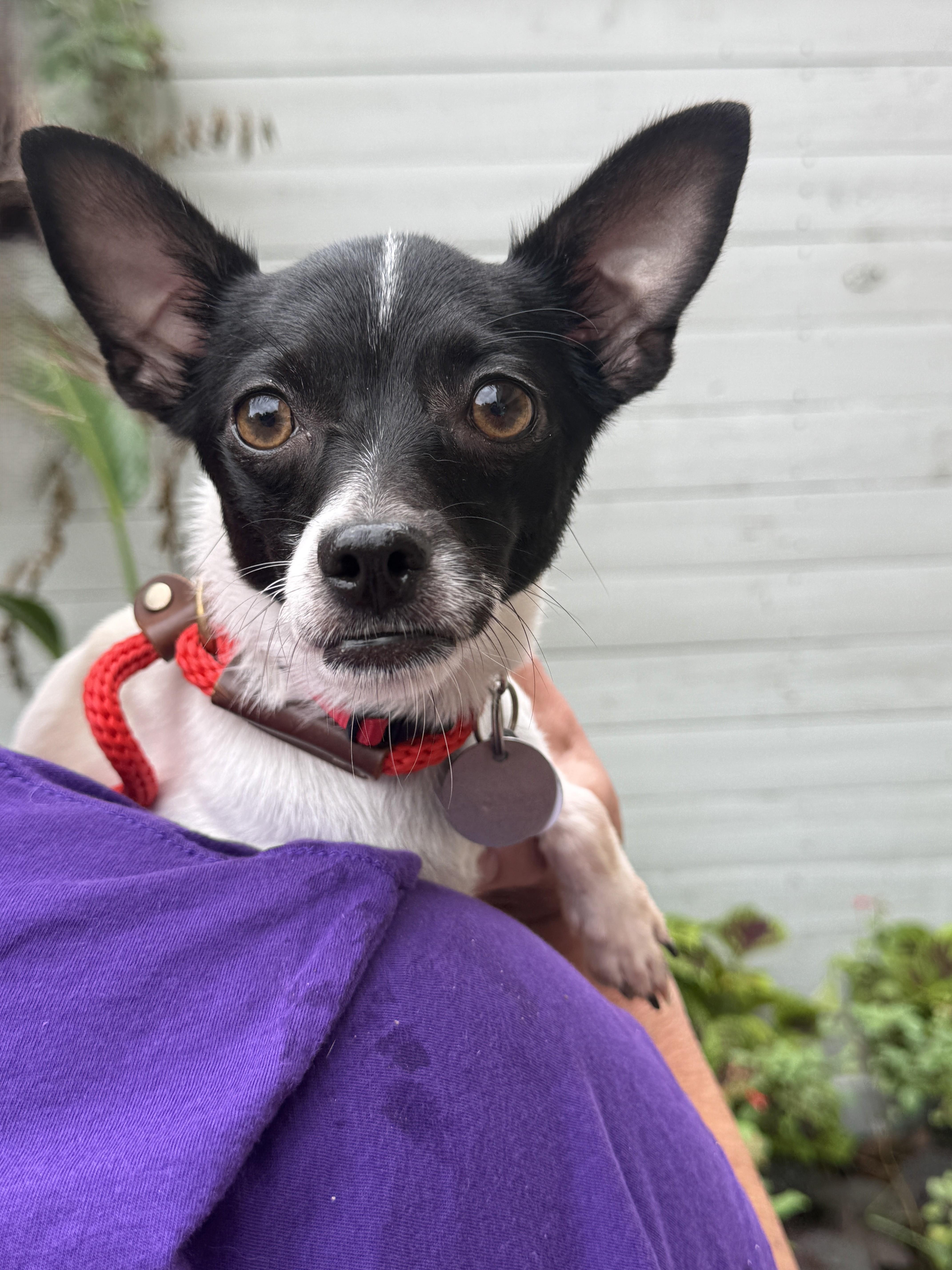 Harriett Kane, Adoptable, Young Female Rat Terrier & Chihuahua.