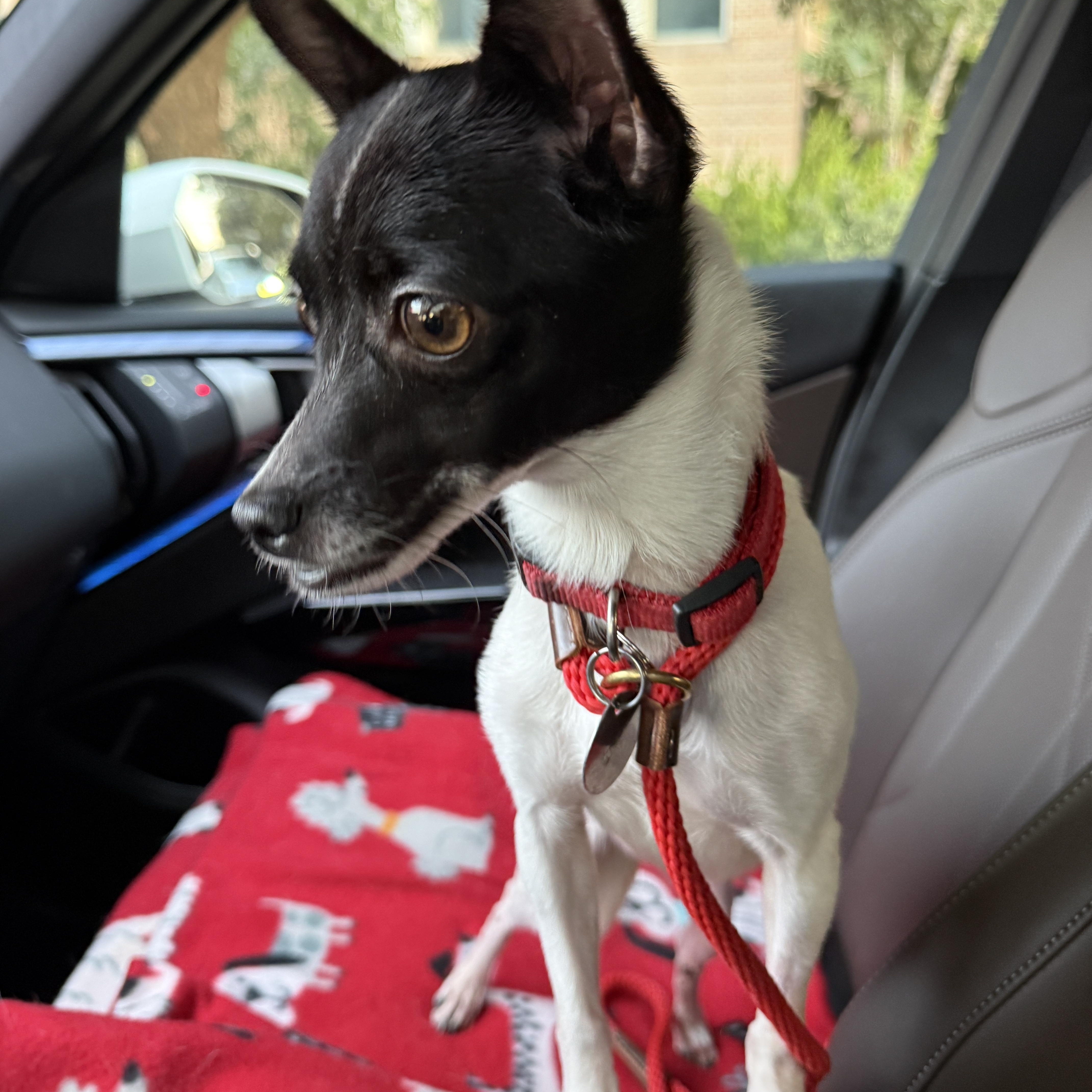 Enlarge Harriett Kane, a Adoptable mixed breed in Houston, TX image 6/6
